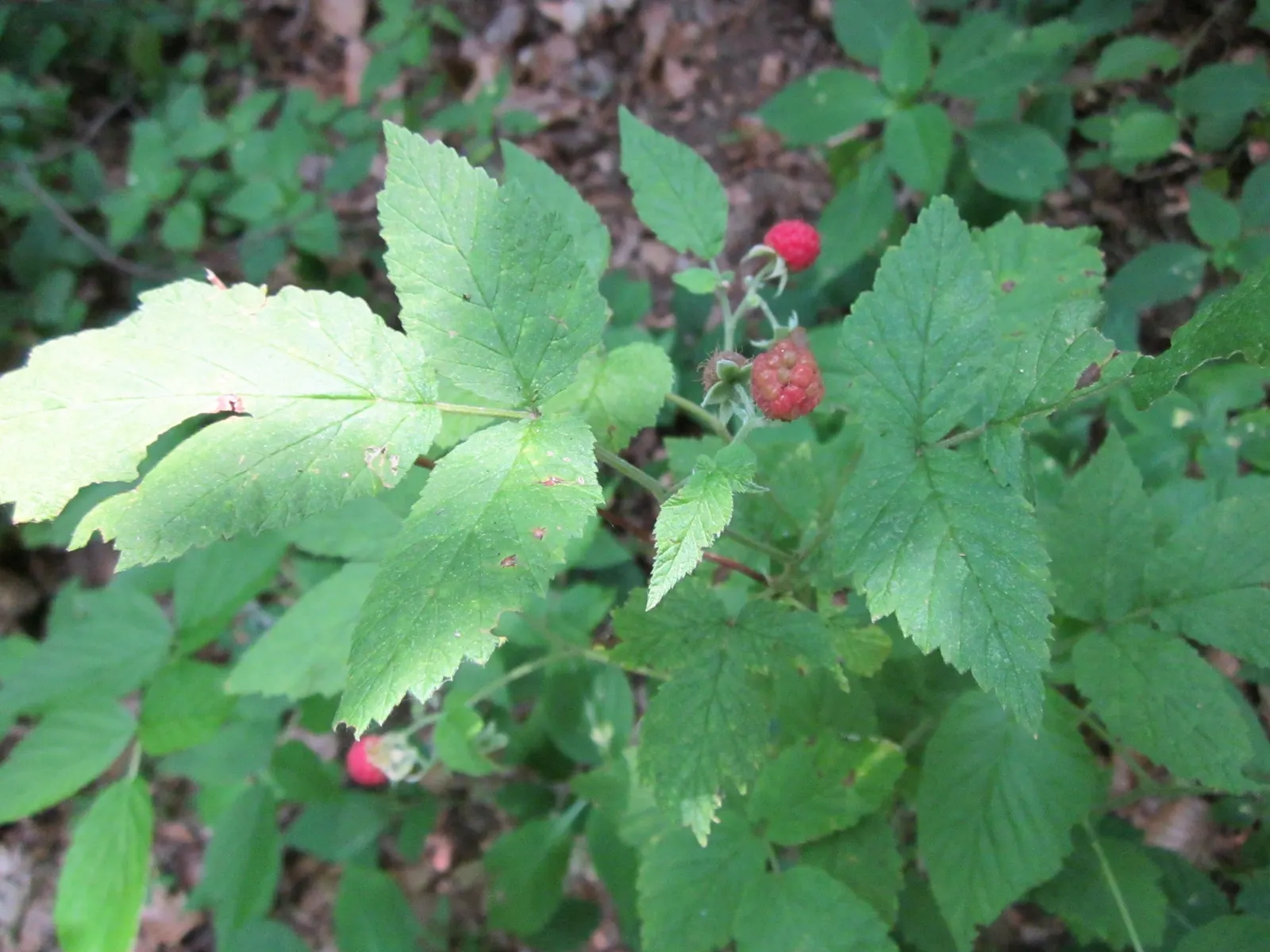 Red Raspberry (Rubus Idaeus) — Prefers well-drained, fertile soil; full sun to part shade