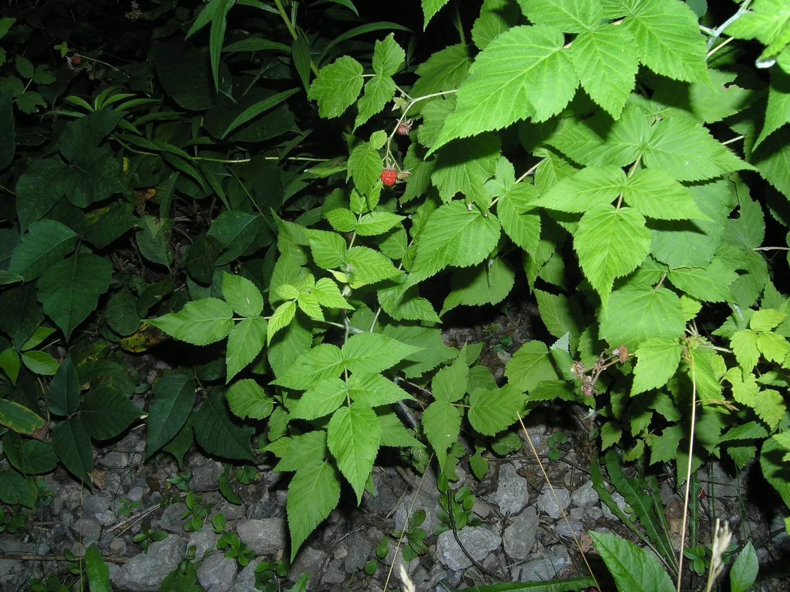 Red Raspberry (Rubus Idaeus) — with a moderate growth rate that requires ample space for adequate air circulation to reduce disease risk; planting, image 58