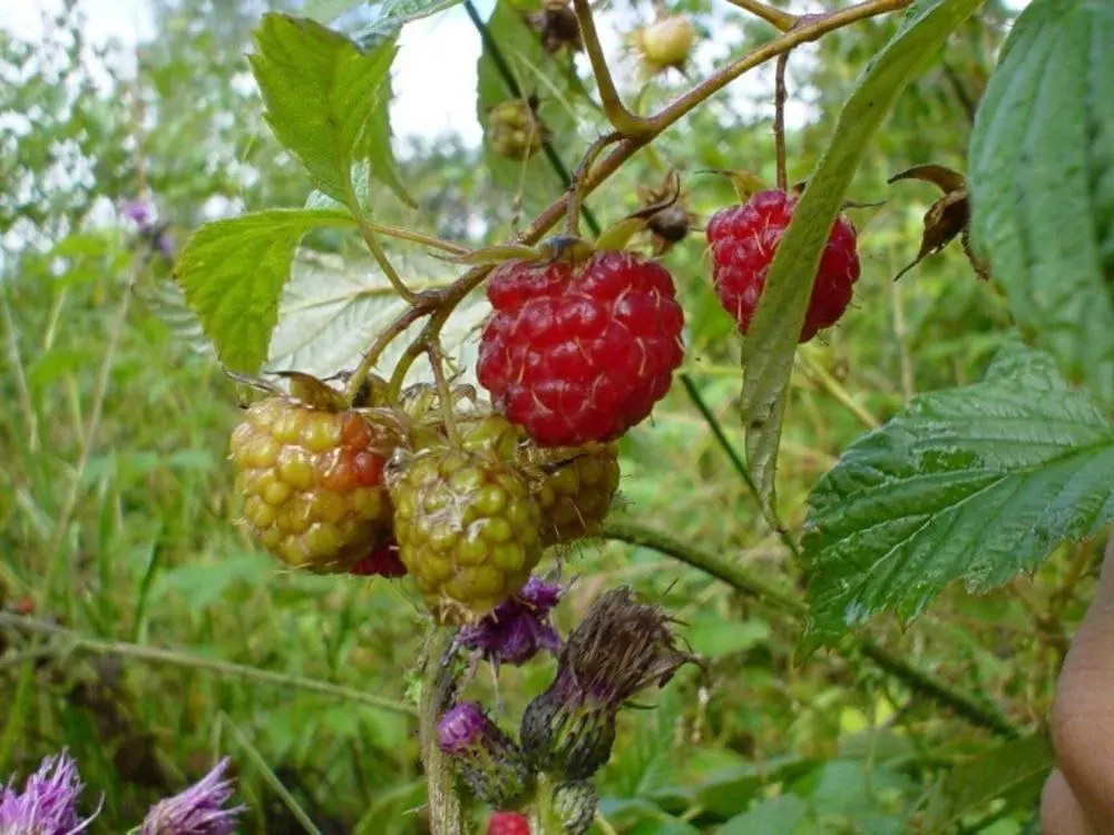 Red Raspberry (Rubus Idaeus) — Its berries are rich in vitamins, antioxidants, and dietary fiber, making them a healthy addition to any diet; shrub / vine for