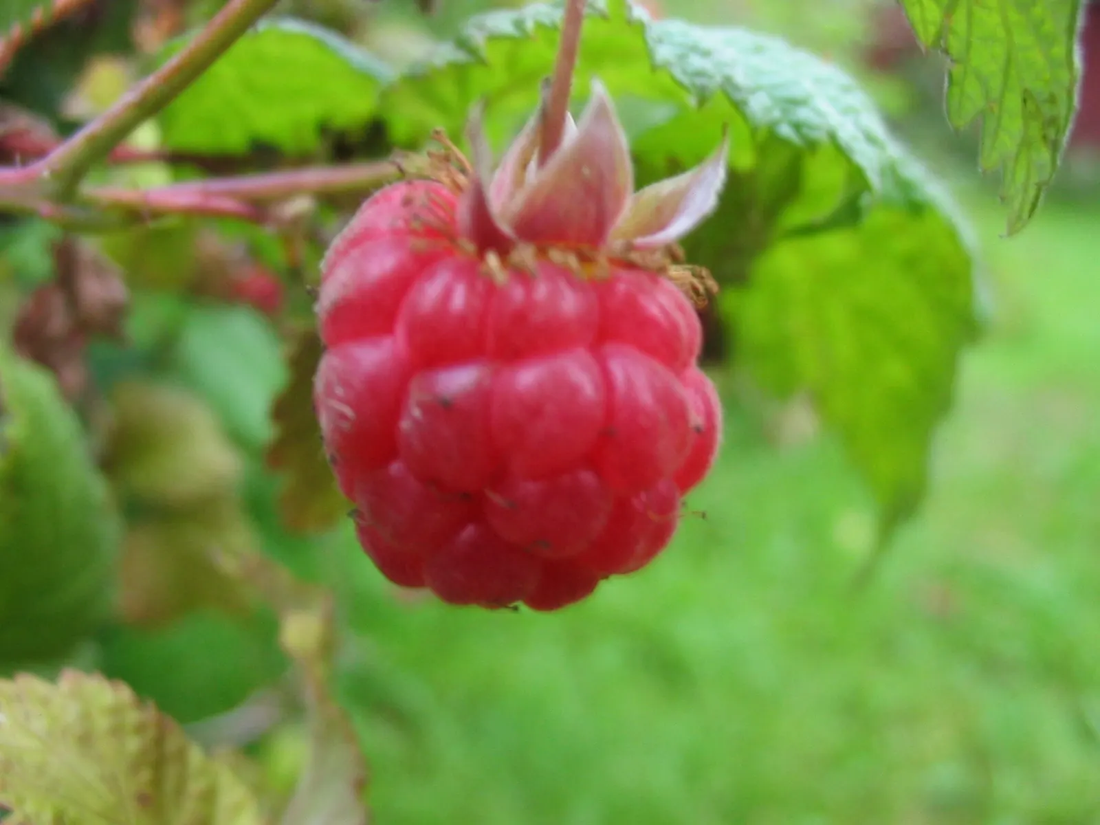 Red Raspberry (Rubus Idaeus) — Its berries are rich in vitamins, antioxidants, and dietary fiber, making them a healthy addition to any diet