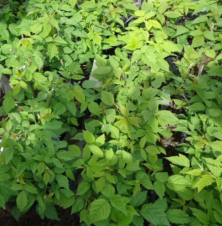 Red Raspberry (Rubus Idaeus) — are medium green and have a subtly serrated edge; this plant can grow to a height of 3-6 feet and spread 2-4 feet wide
