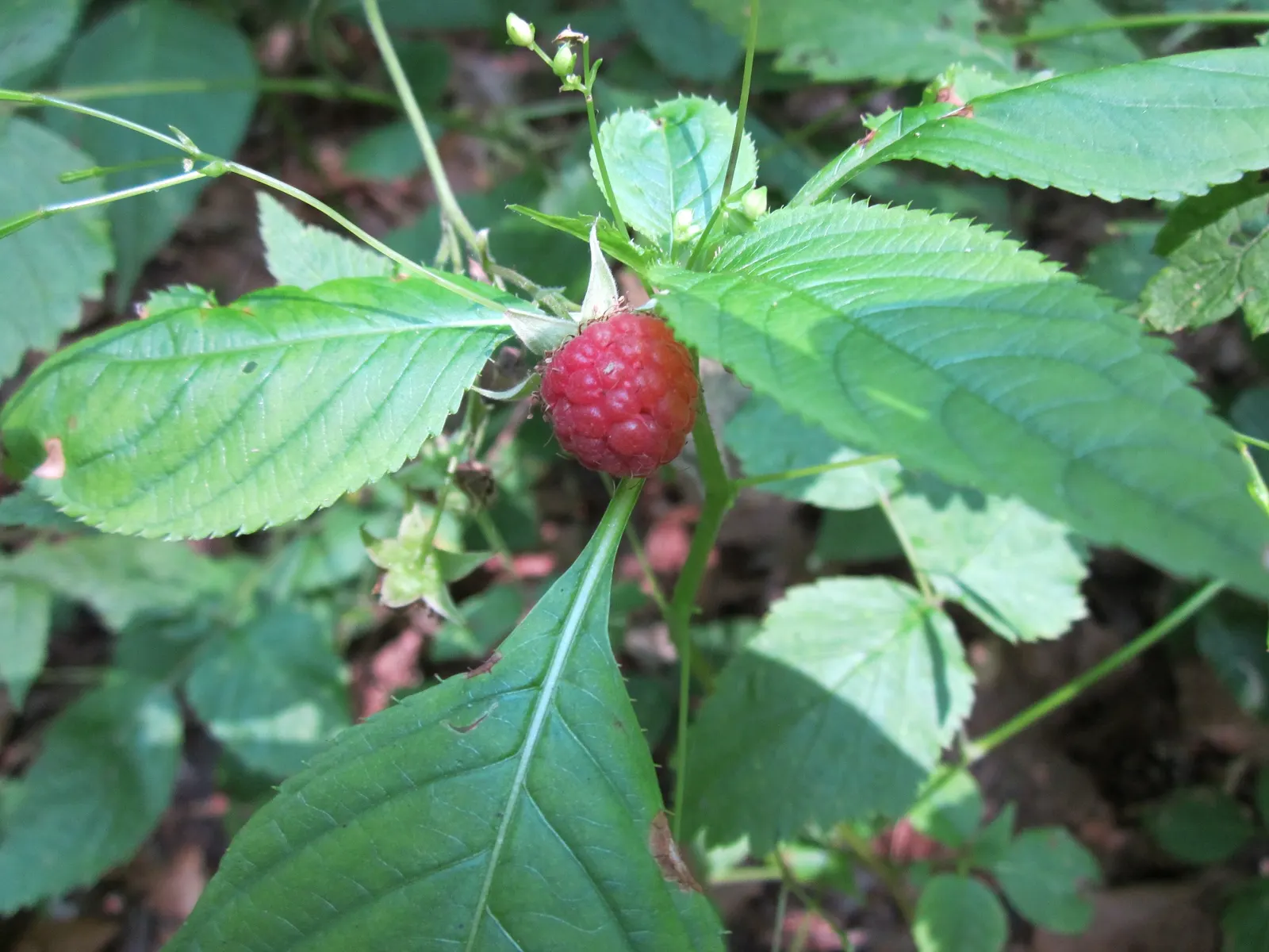 Red Raspberry (Rubus Idaeus) — commonly known as the Red Raspberry