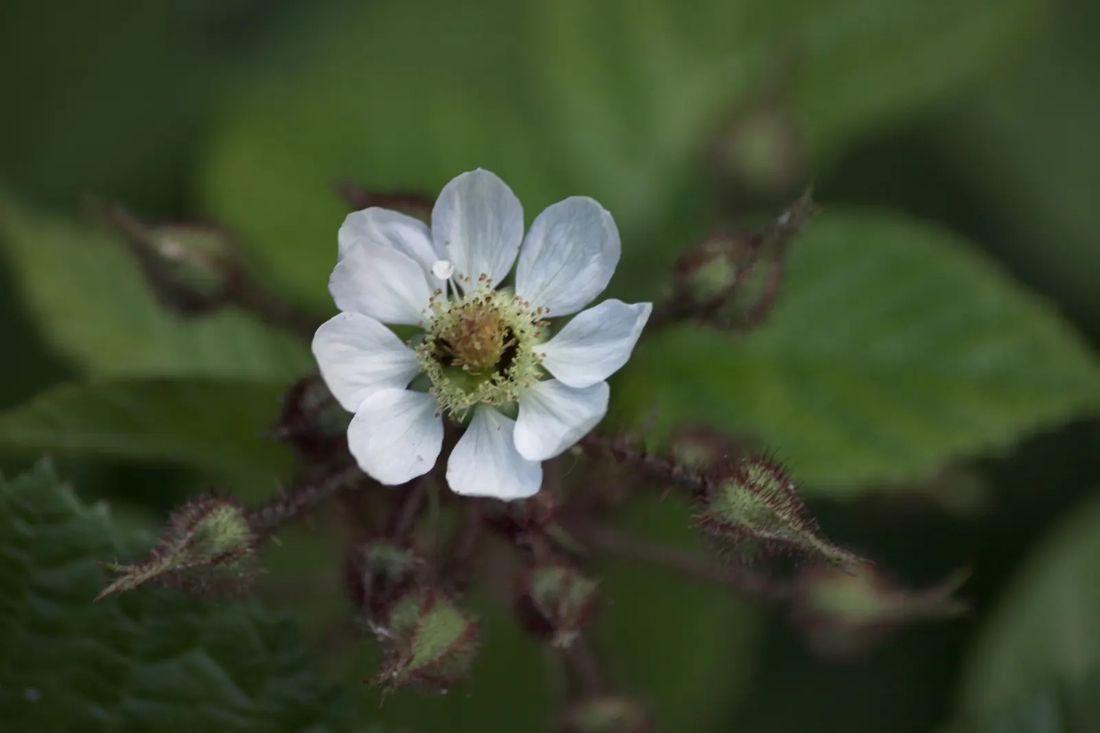 Red Raspberry (Rubus Idaeus) — Growing 3-6ft tall and 2-4ft wide, it charms with white spring blossoms and midsummer's red, edible fruit