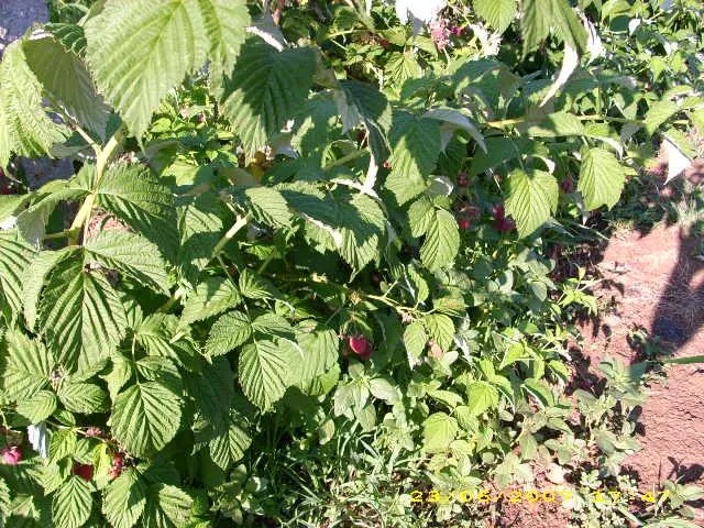 Red Raspberry (Rubus Idaeus) — Offers ample rewards with proper care: berry harvests and wildlife attraction; is a deciduous perennial bush known, image 53