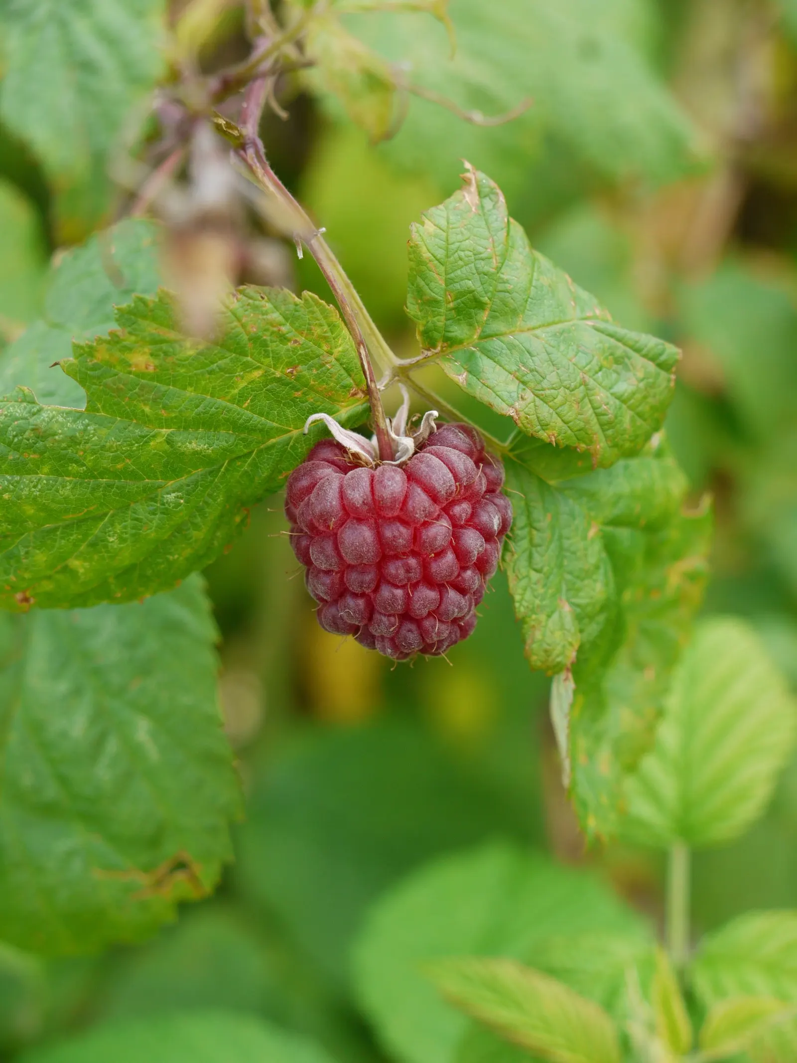 Red Raspberry (Rubus Idaeus) — so while a single plant can produce fruit; prefers well-drained, fertile soil; full sun to part shade