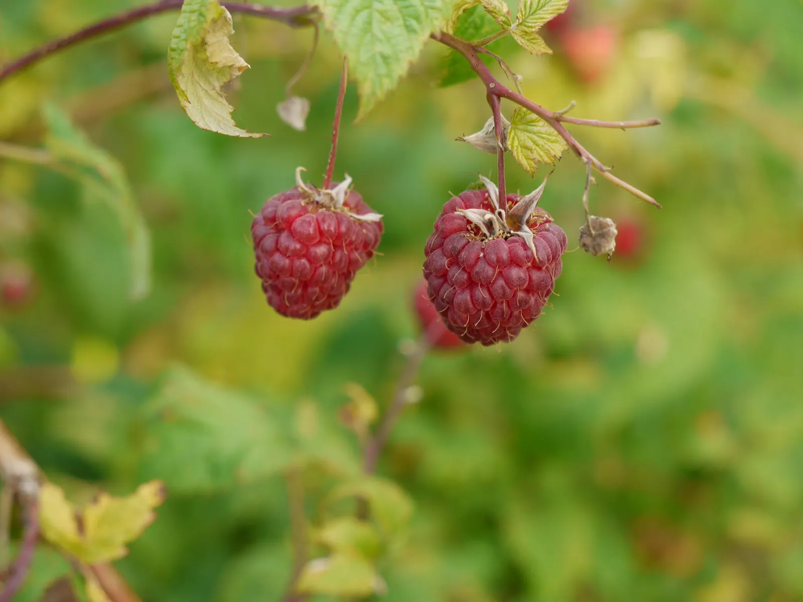 Red Raspberry (Rubus Idaeus) — so while a single plant can produce fruit