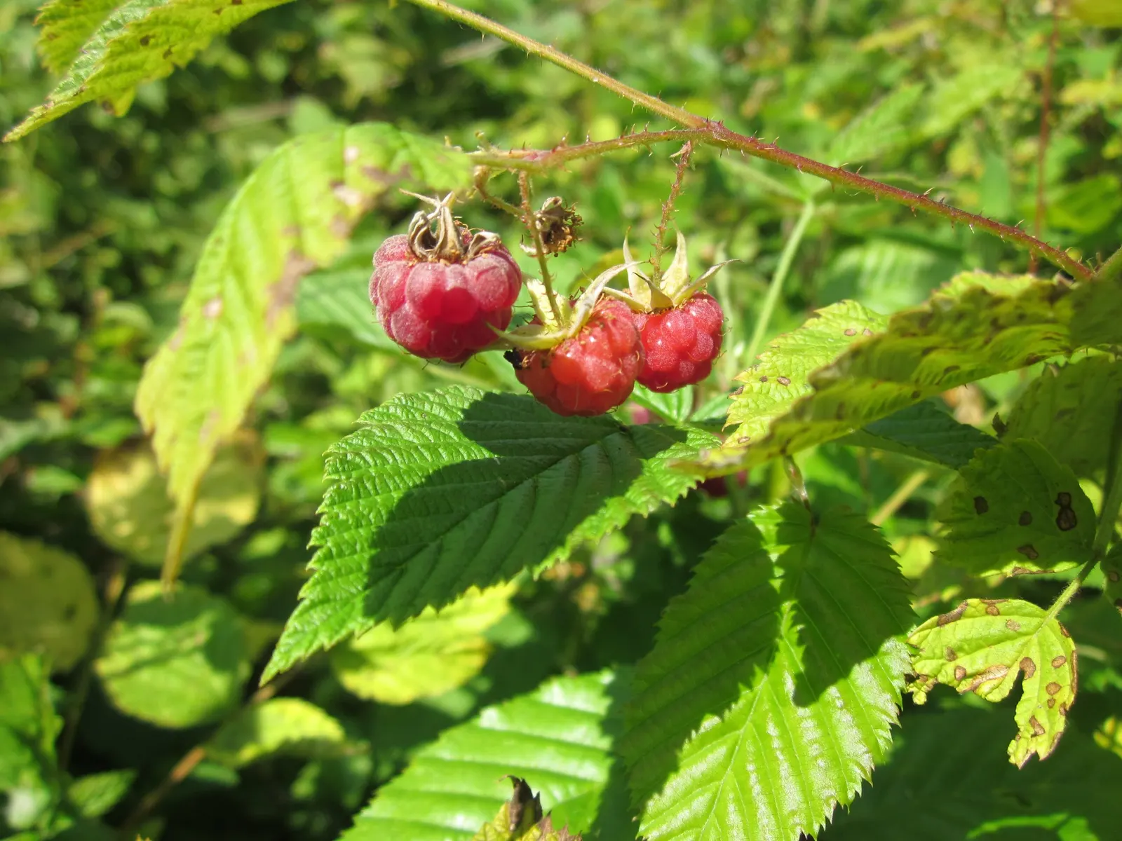 Red Raspberry (Rubus Idaeus) — with a moderate growth rate that requires ample space for adequate air circulation to reduce disease risk