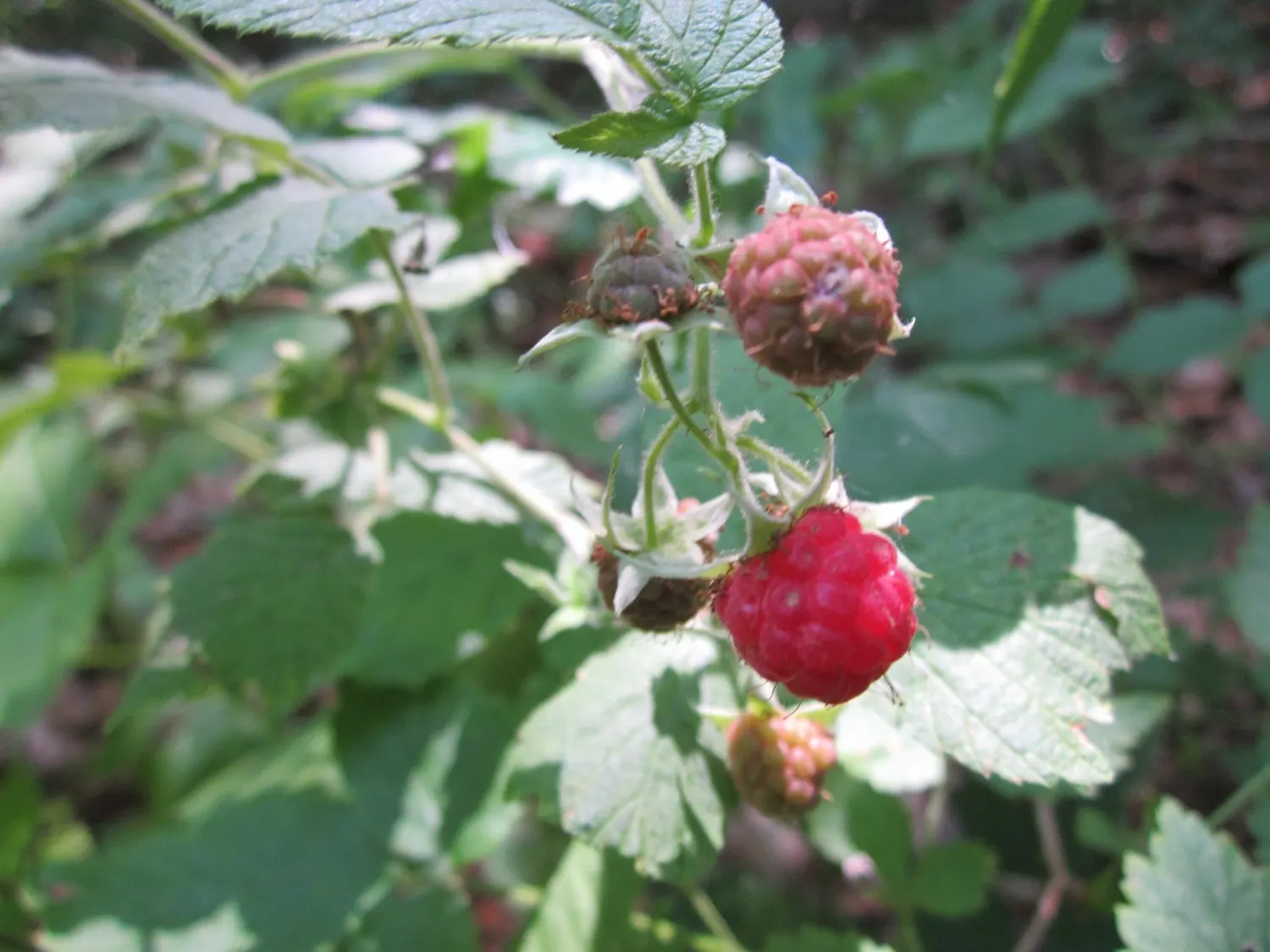 Red Raspberry (Rubus Idaeus) — Prefers well-drained, fertile soil; full sun to part shade; so while a single plant can produce fruit