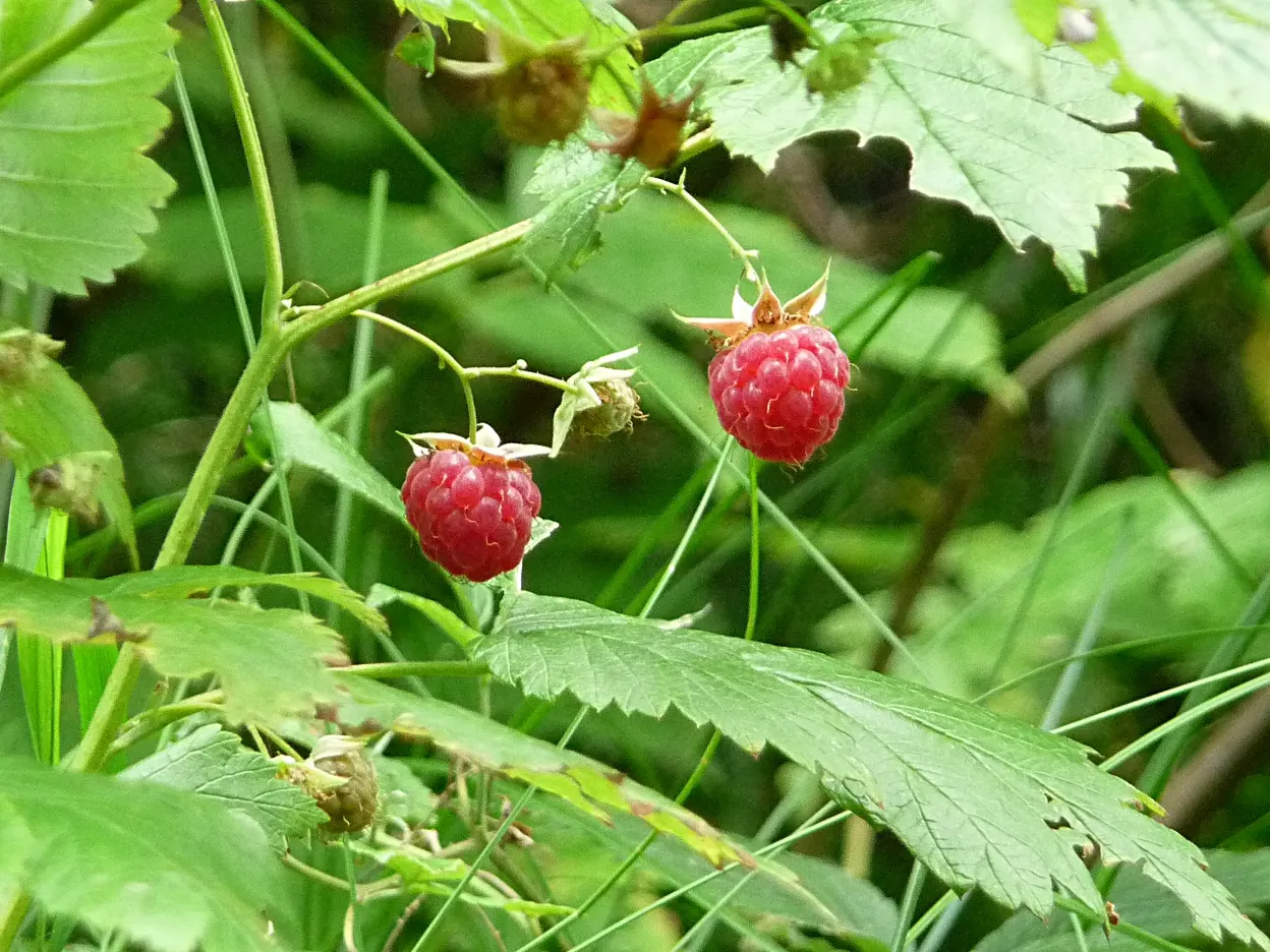 Red Raspberry (Rubus Idaeus) — Offers ample rewards with proper care: berry harvests and wildlife attraction