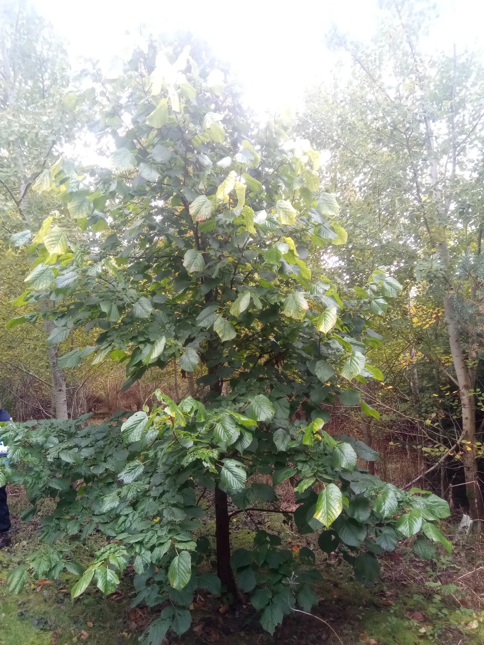 Basswood (Tilia Americana) — which are typically 4 to 8 inches in length and exhibit a subtle serration on the edges