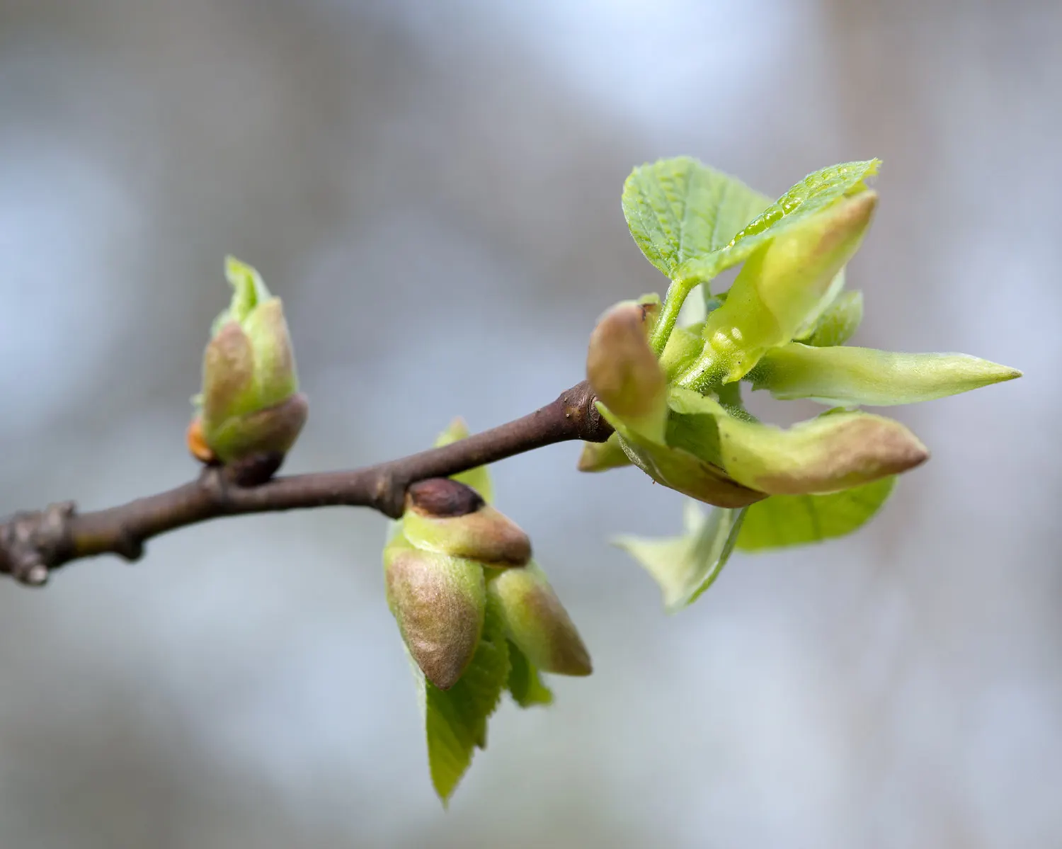 Basswood (Tilia Americana) — often utilized in carving and woodworking