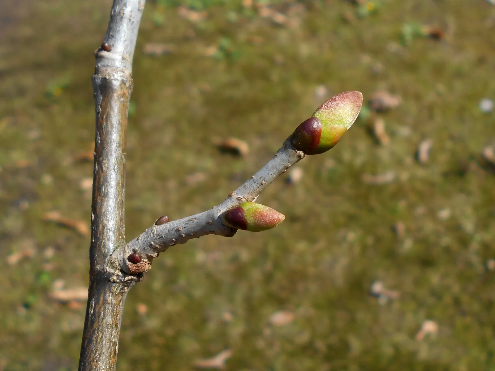 Basswood (Tilia Americana) — It exhibits a moderate to rapid growth rate; tree with white and yellow blooms