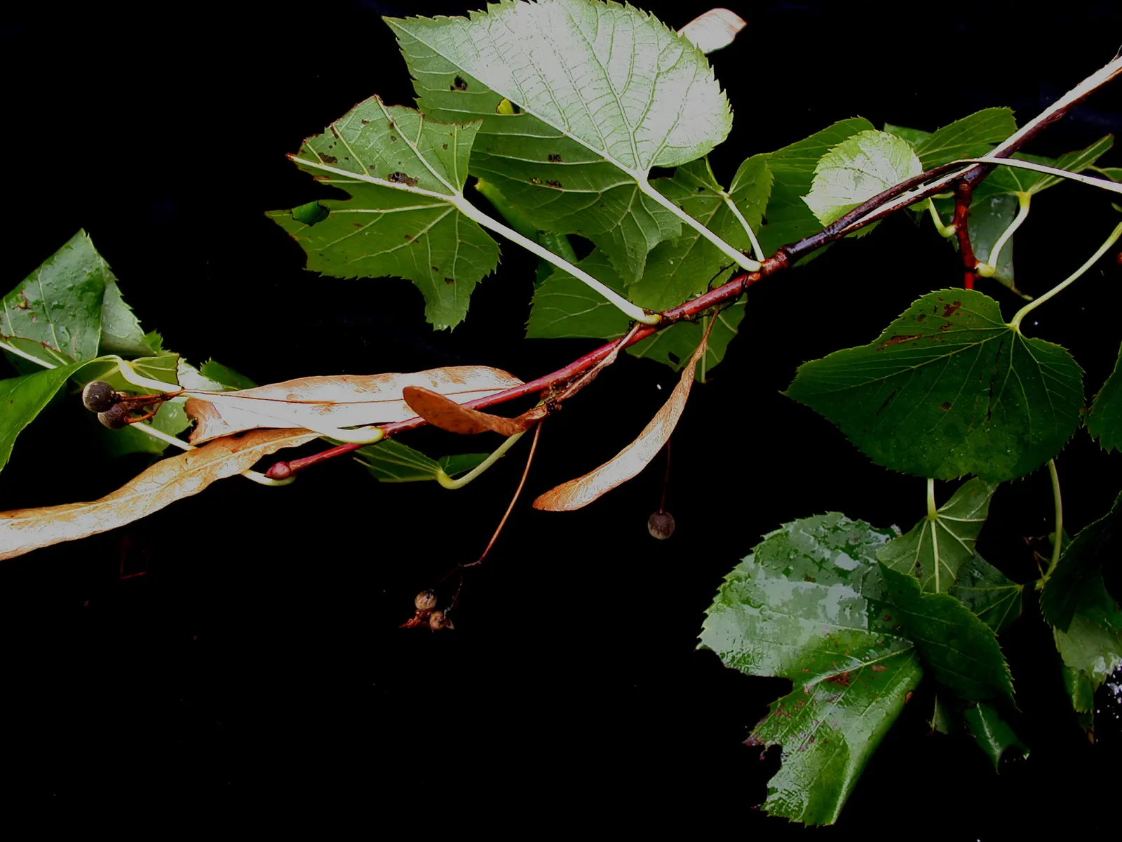 Basswood (Tilia Americana) — often utilized in carving and woodworking; white and yellow flowers in the garden