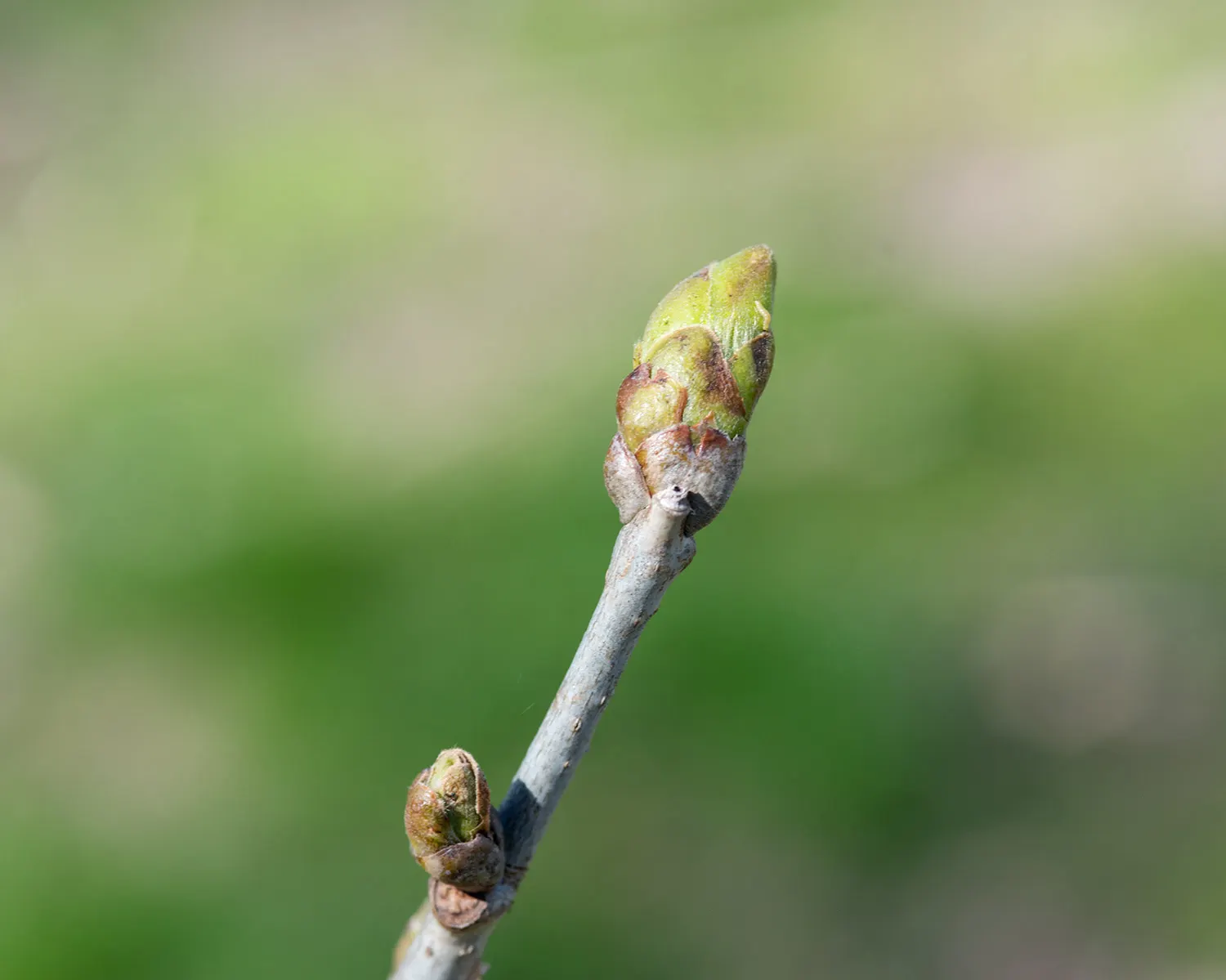Basswood (Tilia Americana) — and typically requires minimal upkeep once established