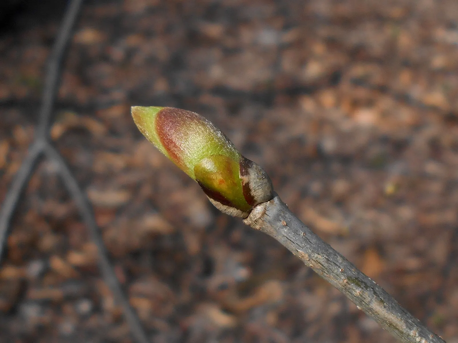 Basswood (Tilia Americana) — Its dense foliage offers summer shade while the small fruits attract wildlife; typically reaching 60-80 feet in height, image 63