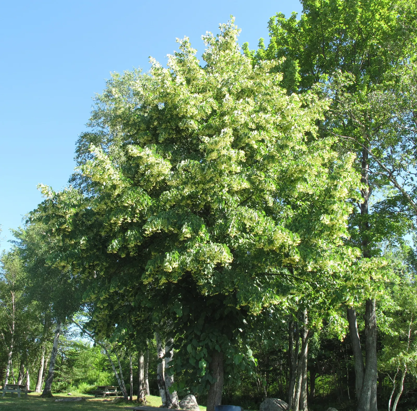 Basswood (Tilia Americana) — white and yellow flowers in the garden; symmetrical crown when mature
