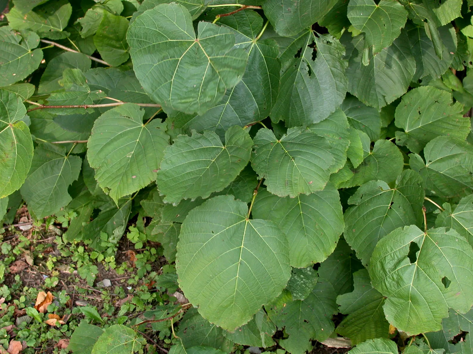 Basswood (Tilia Americana) — tree with white and yellow blooms; attracting pollinators such as bees