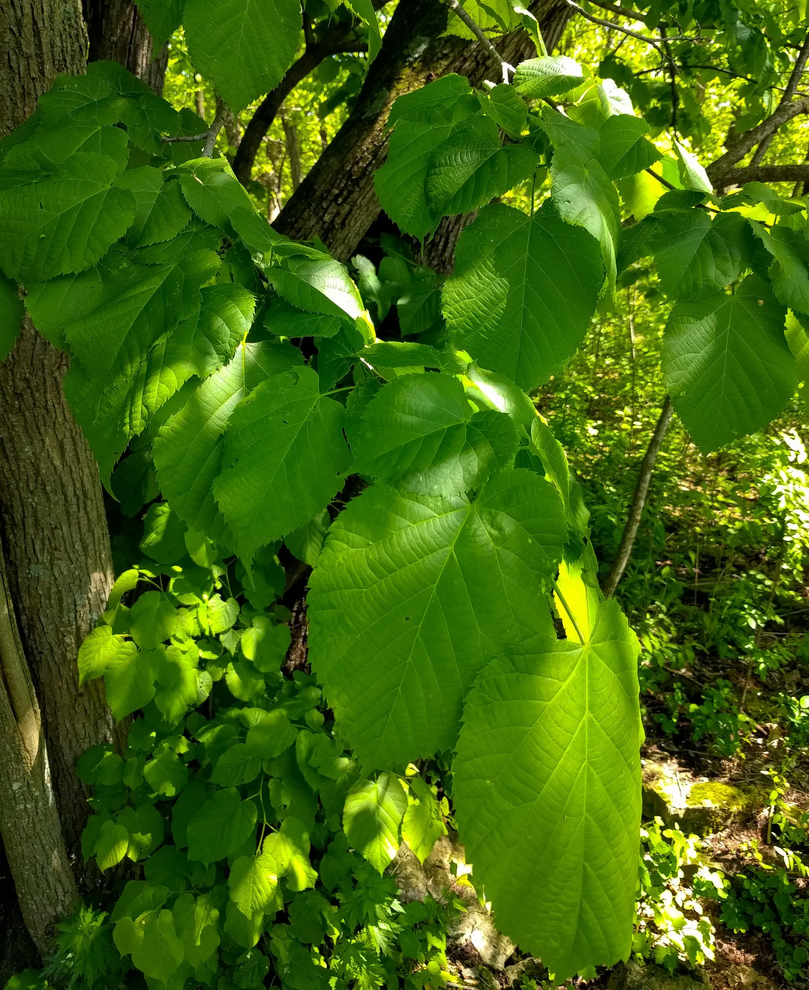 Basswood (Tilia Americana) — tree with white and yellow blooms