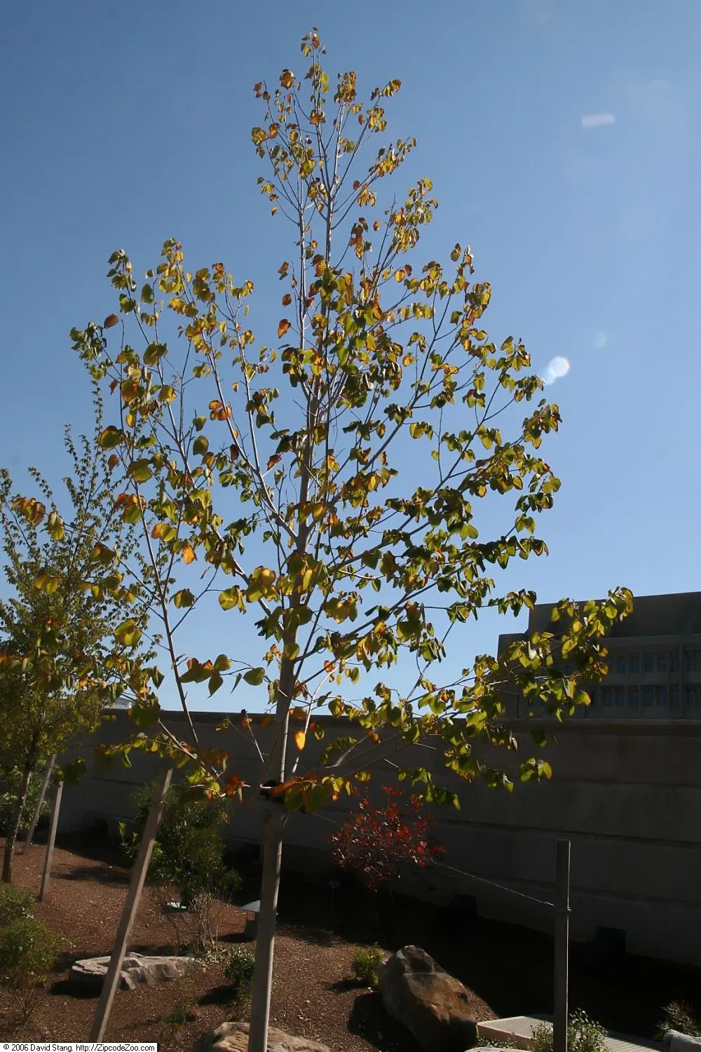 Basswood (Tilia Americana) — and typically requires minimal upkeep once established; making it an ideal ecological addition to extensive landscape designs