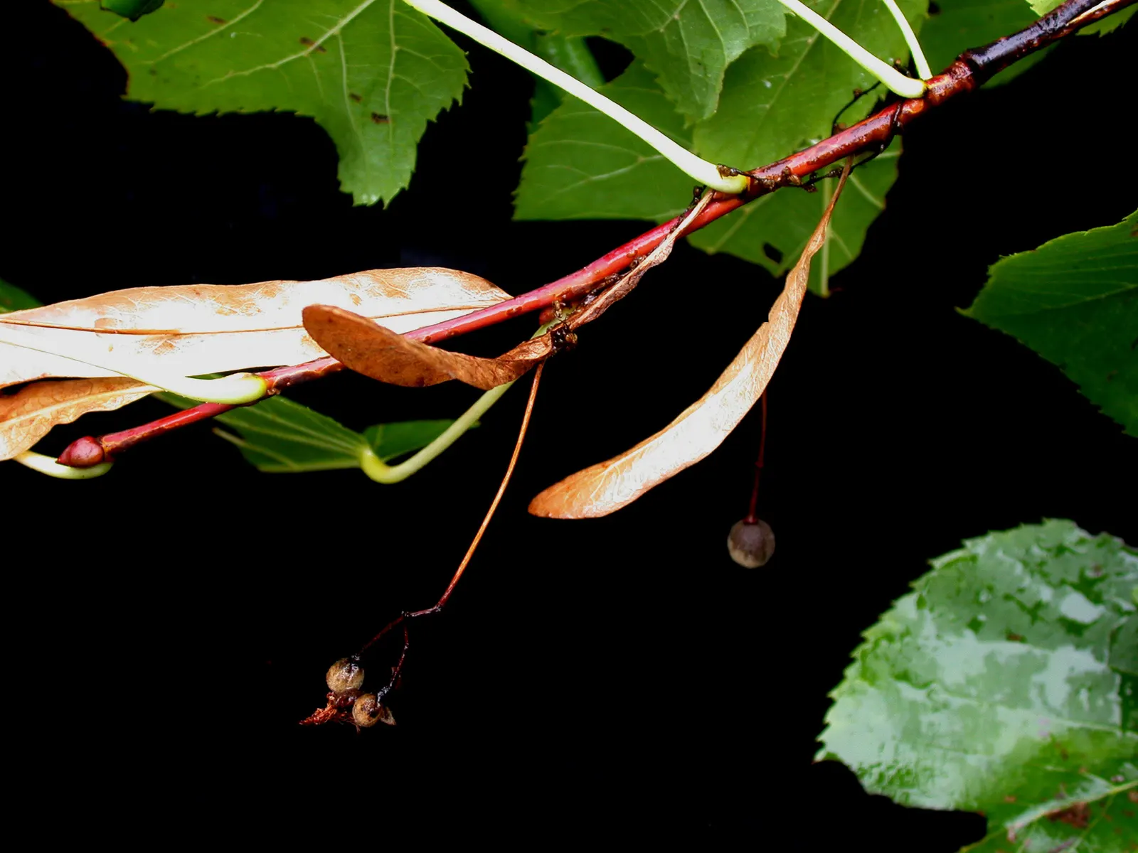 Basswood (Tilia Americana) — The tree also offers a highly workable wood; fertile soils with a preference for full sun to partial shade exposure