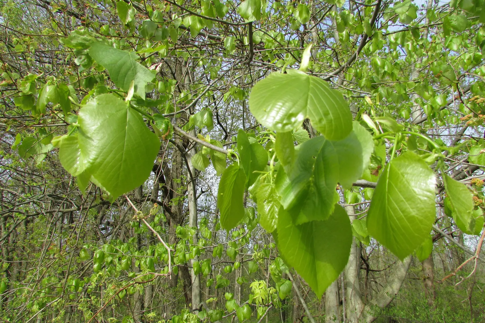Basswood (Tilia Americana) — with individual trees reaching upwards of 130 feet under ideal conditions.<br><br>The heart-shaped leaves