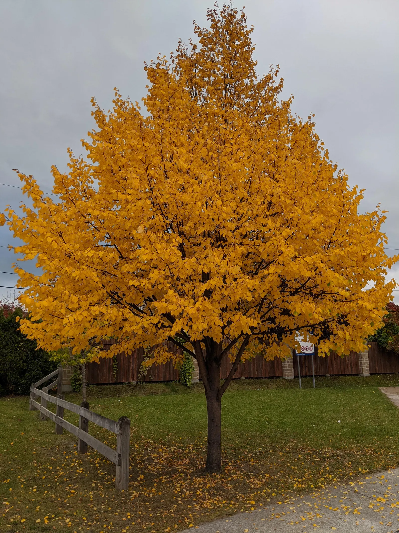 Basswood (Tilia Americana) — fertile soils with a preference for full sun to partial shade exposure; it exhibits a moderate to rapid growth rate