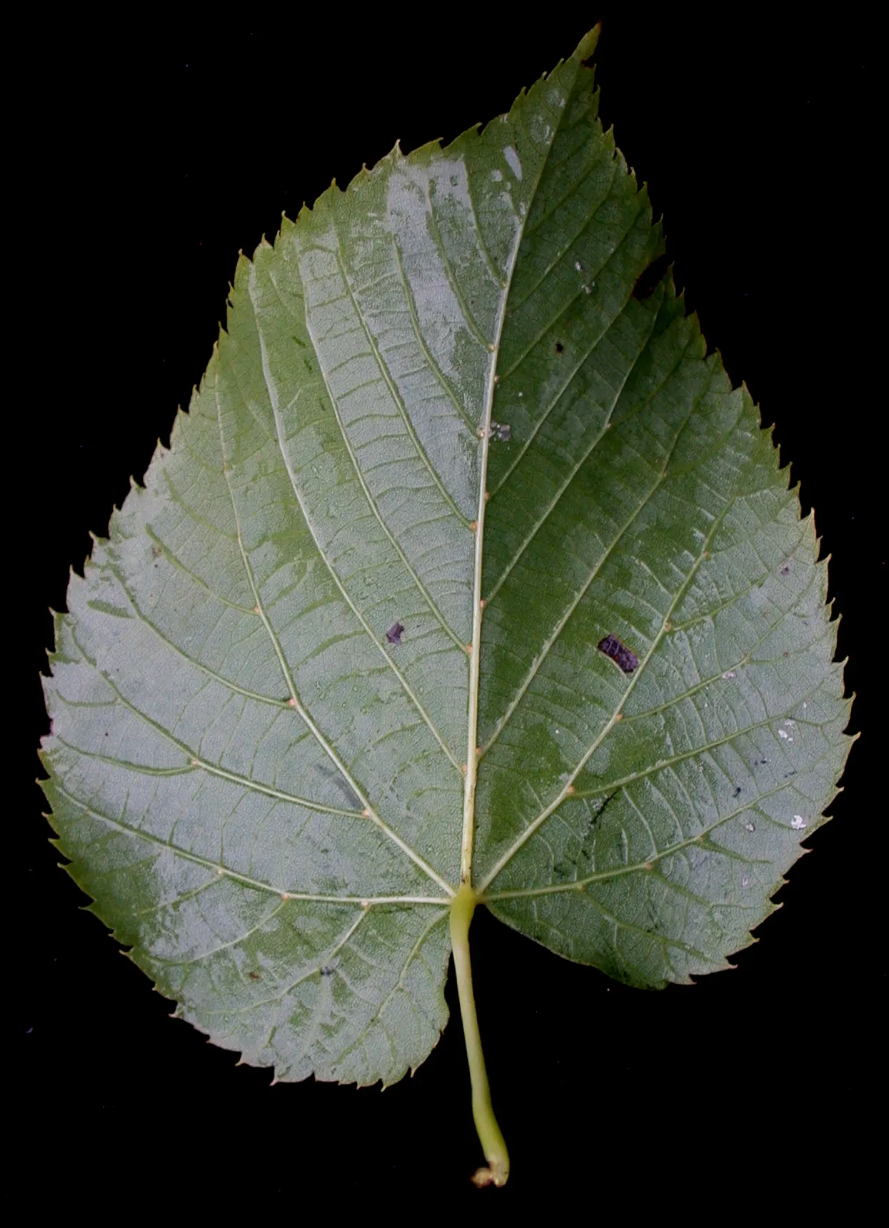 Basswood (Tilia Americana) — commonly known as Basswood; it thrives in full sun to partial shade and adapts to various soil conditions, image 59