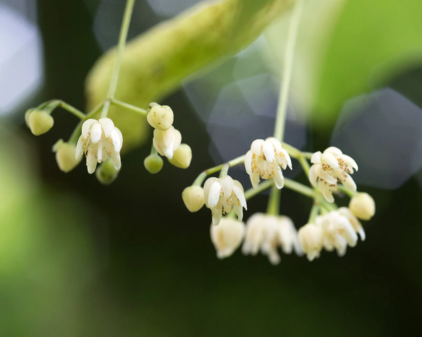 Basswood (Tilia Americana) — Averaging 60 to 80 feet in height with an equal or slightly lesser spread; making it a superb choice for landscape, image 68