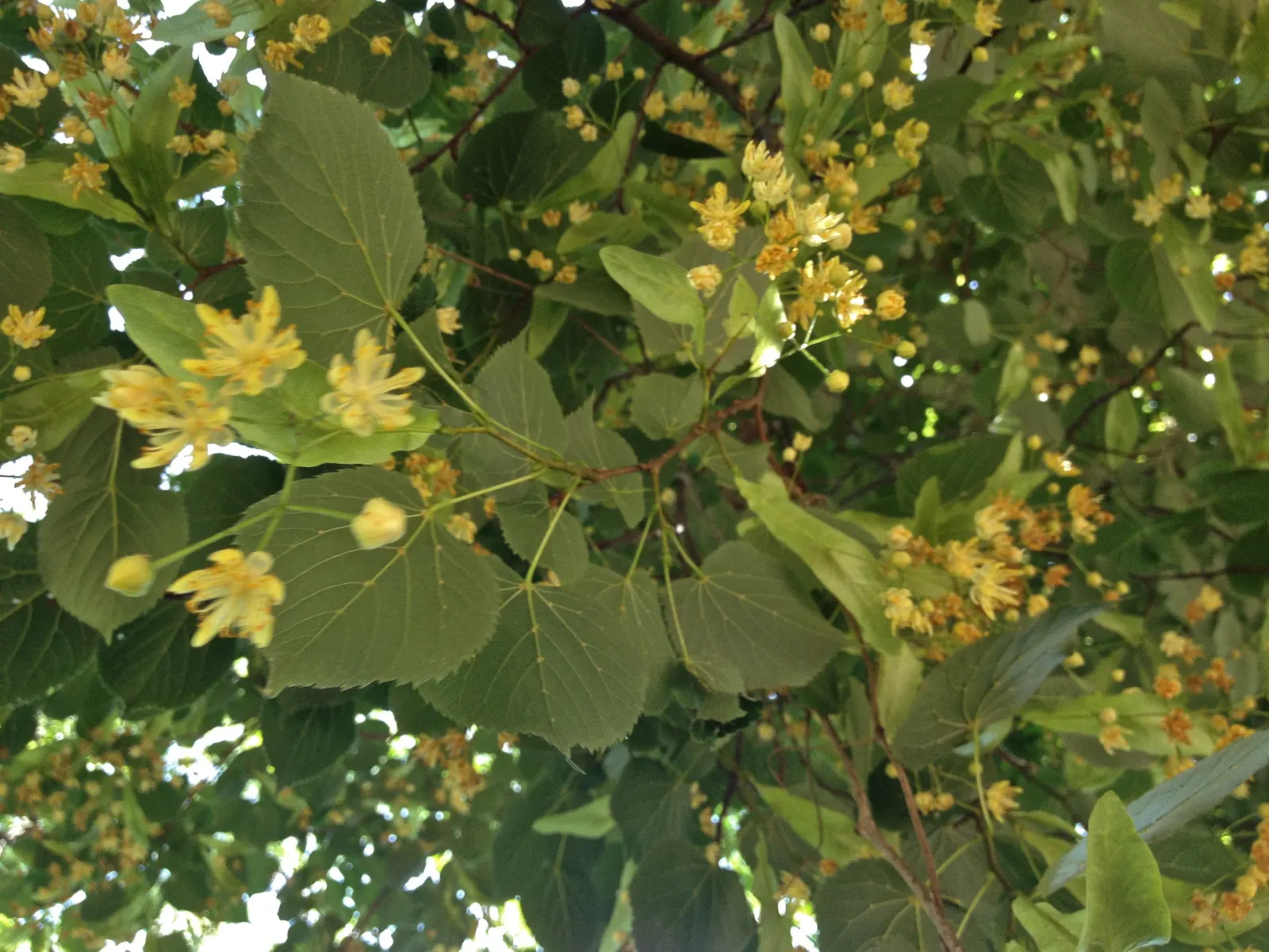 Basswood (Tilia Americana) — making it a superb choice for landscape designs where space permits; is a stately deciduous tree valued for its, image 67