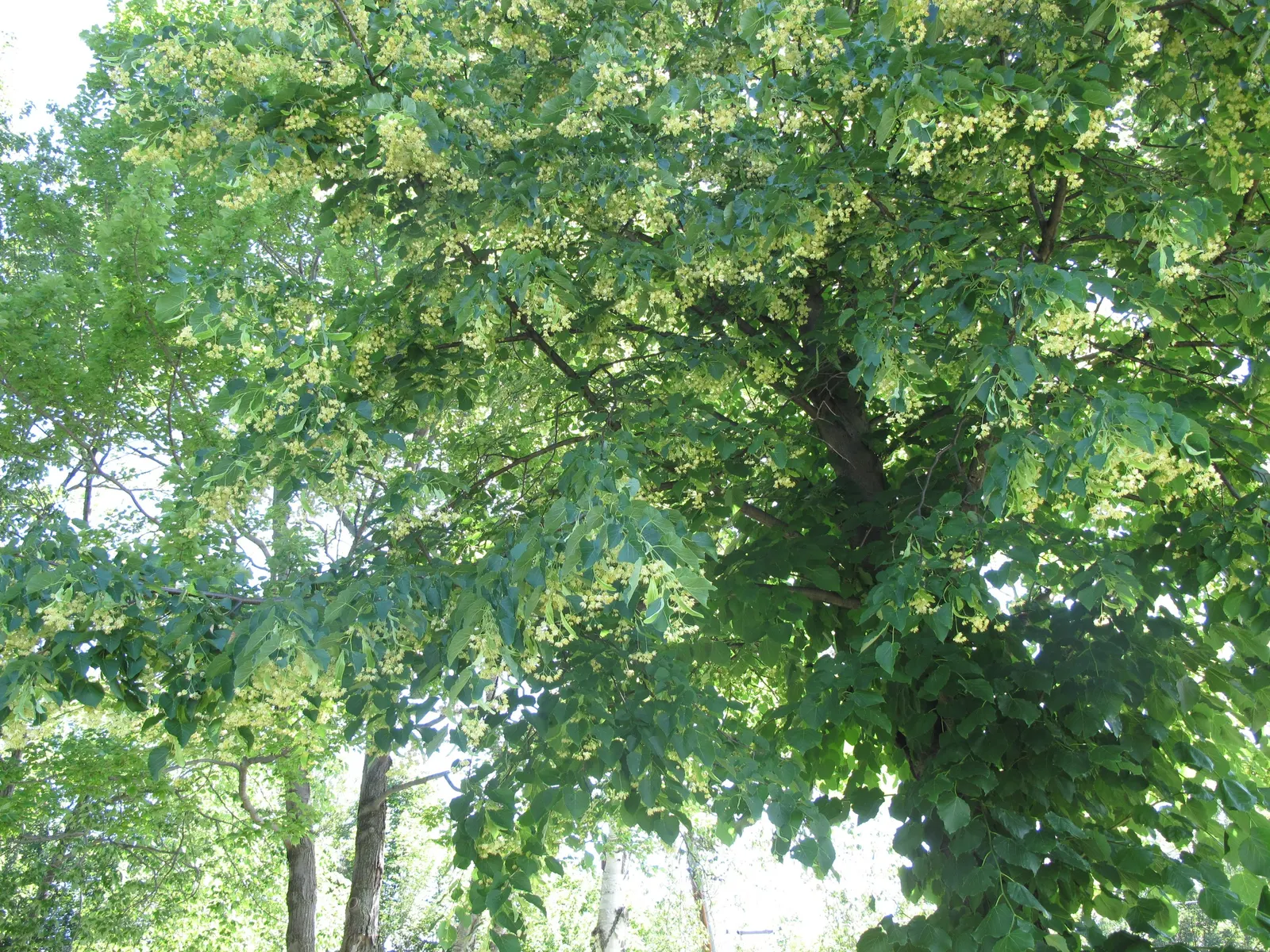 Basswood (Tilia Americana) — making it an ideal ecological addition to extensive landscape designs; averaging 60 to 80 feet in height with an equal, image 64