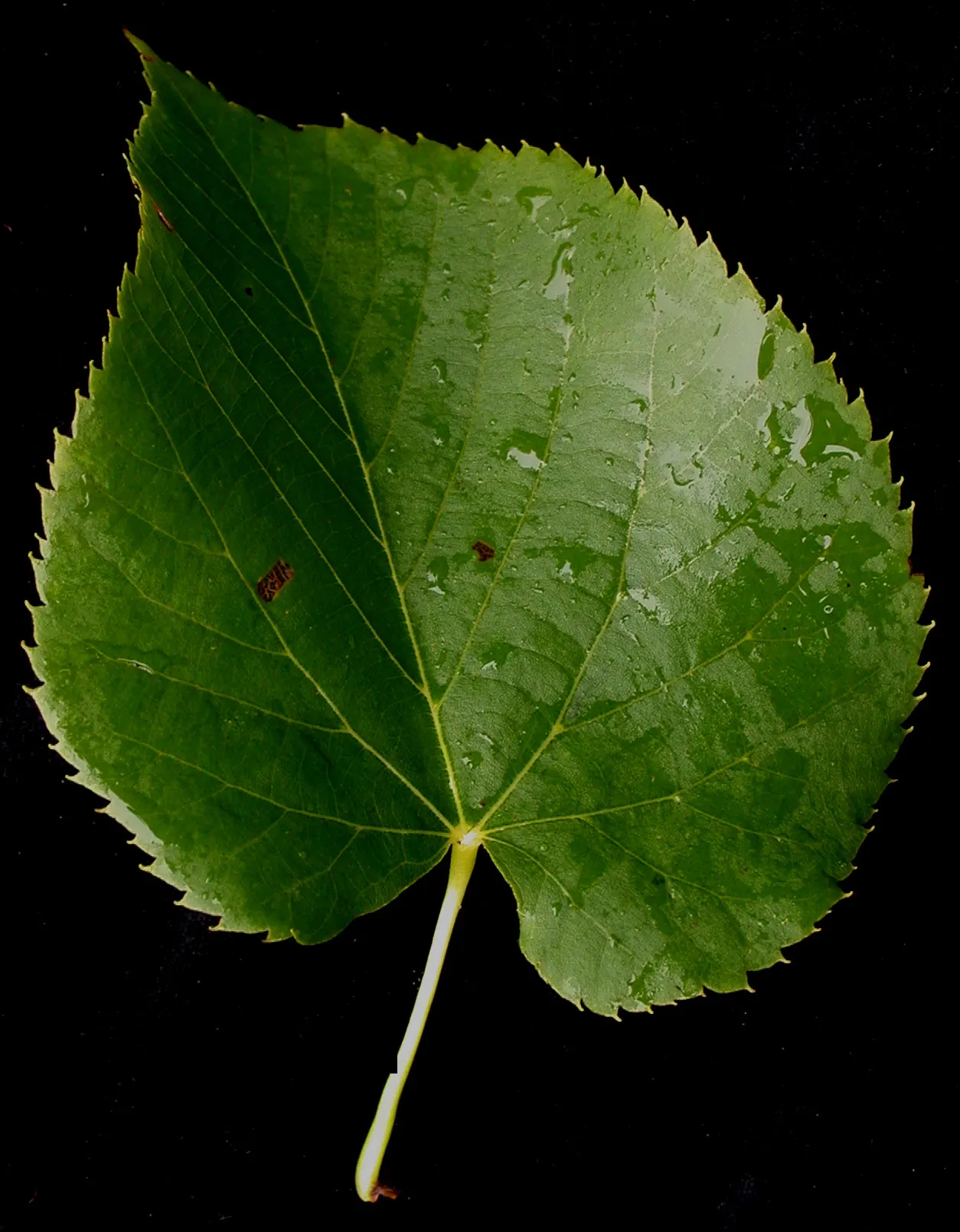 Basswood (Tilia Americana) — Typically reaching 60-80 feet in height with a spread of 35-50 feet; fragrant cream-colored flowers bloom in early, image 61