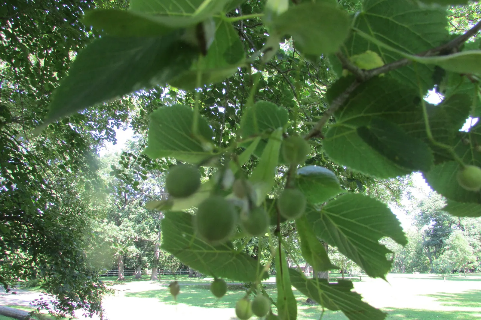 Basswood (Tilia Americana) — Fragrant cream-colored flowers bloom in early summer