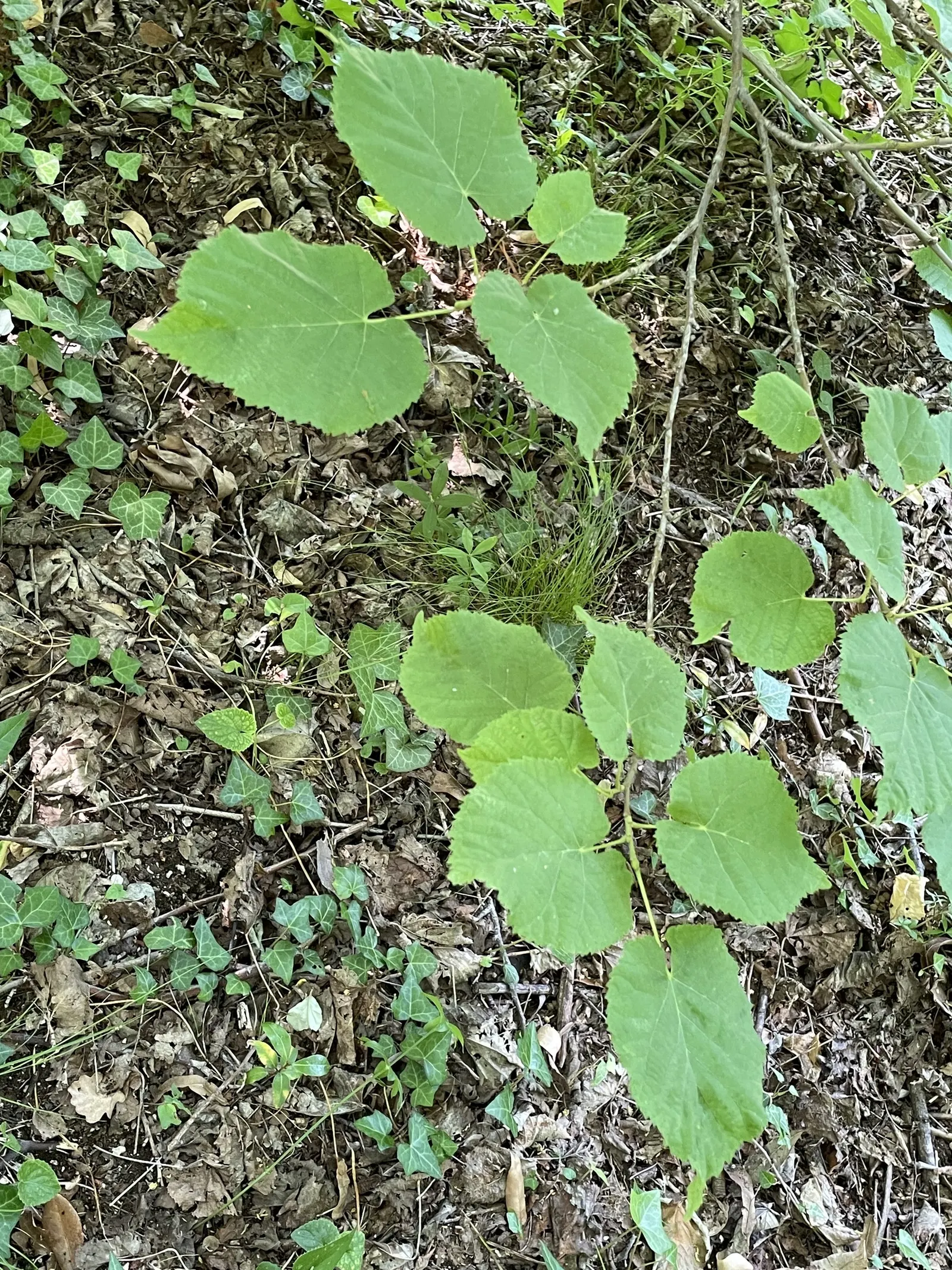 Basswood (Tilia Americana) — though it benefits from occasional pruning to maintain its shape and remove any damaged limbs