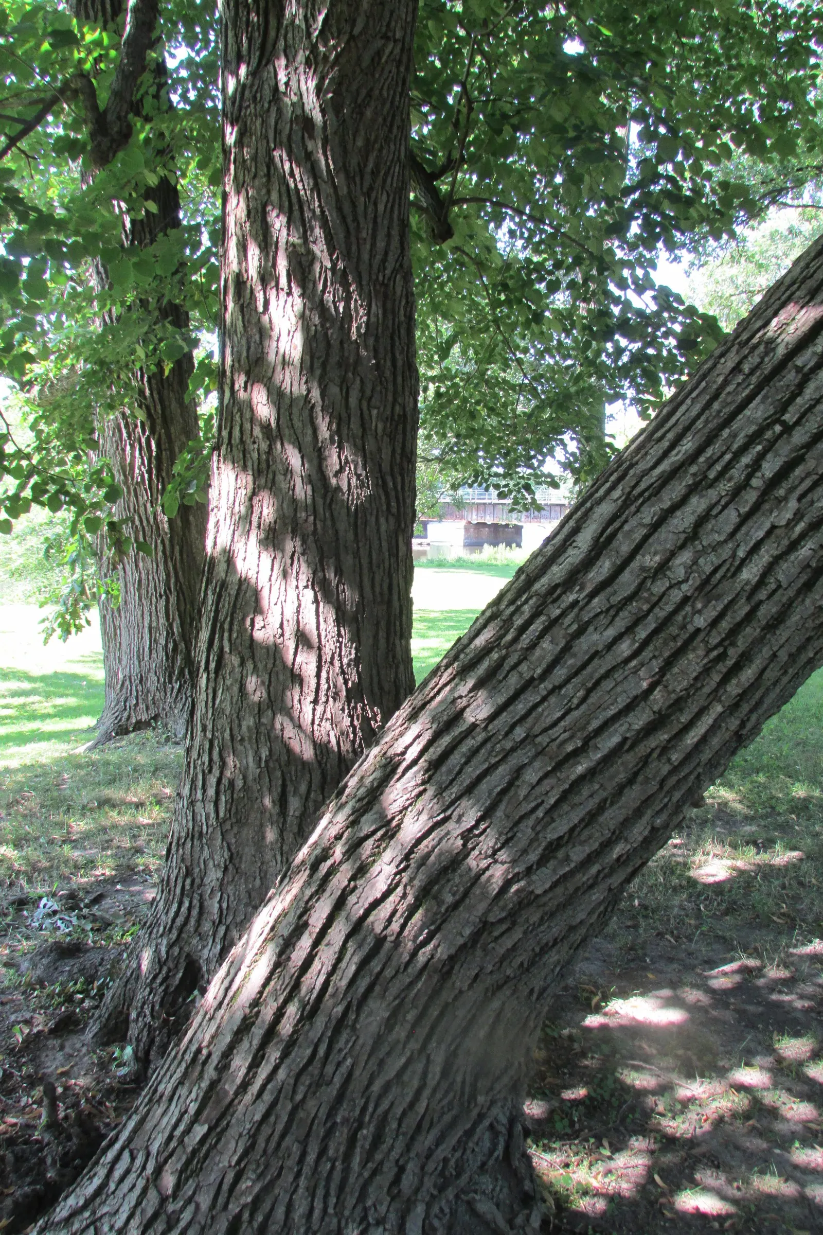 Basswood (Tilia Americana) — Come autumn, the foliage transitions to a delightful yellow color, contributing to the fall palette