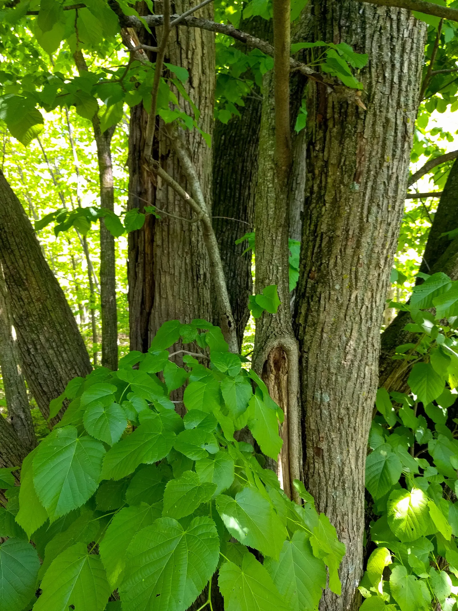 Basswood (Tilia Americana) — white and yellow flowers in the garden