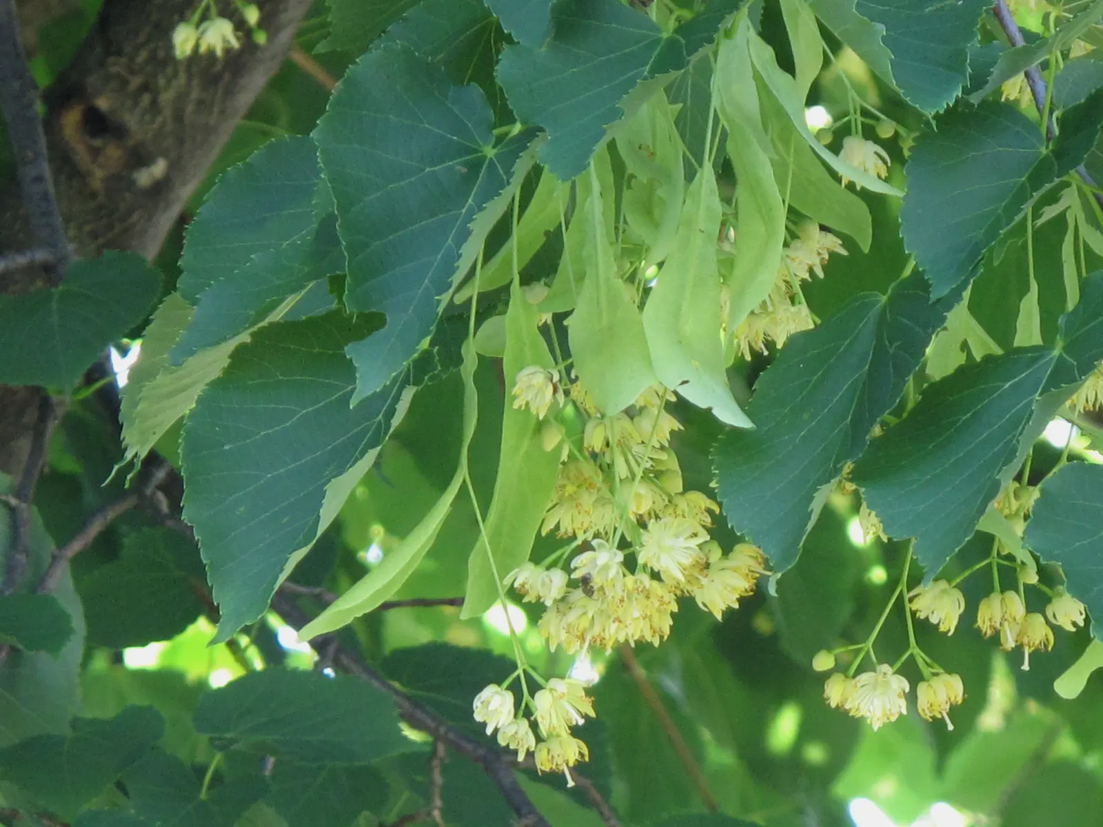 Basswood (Tilia Americana) — which are typically 4 to 8 inches in length and exhibit a subtle serration on the edges, image 73