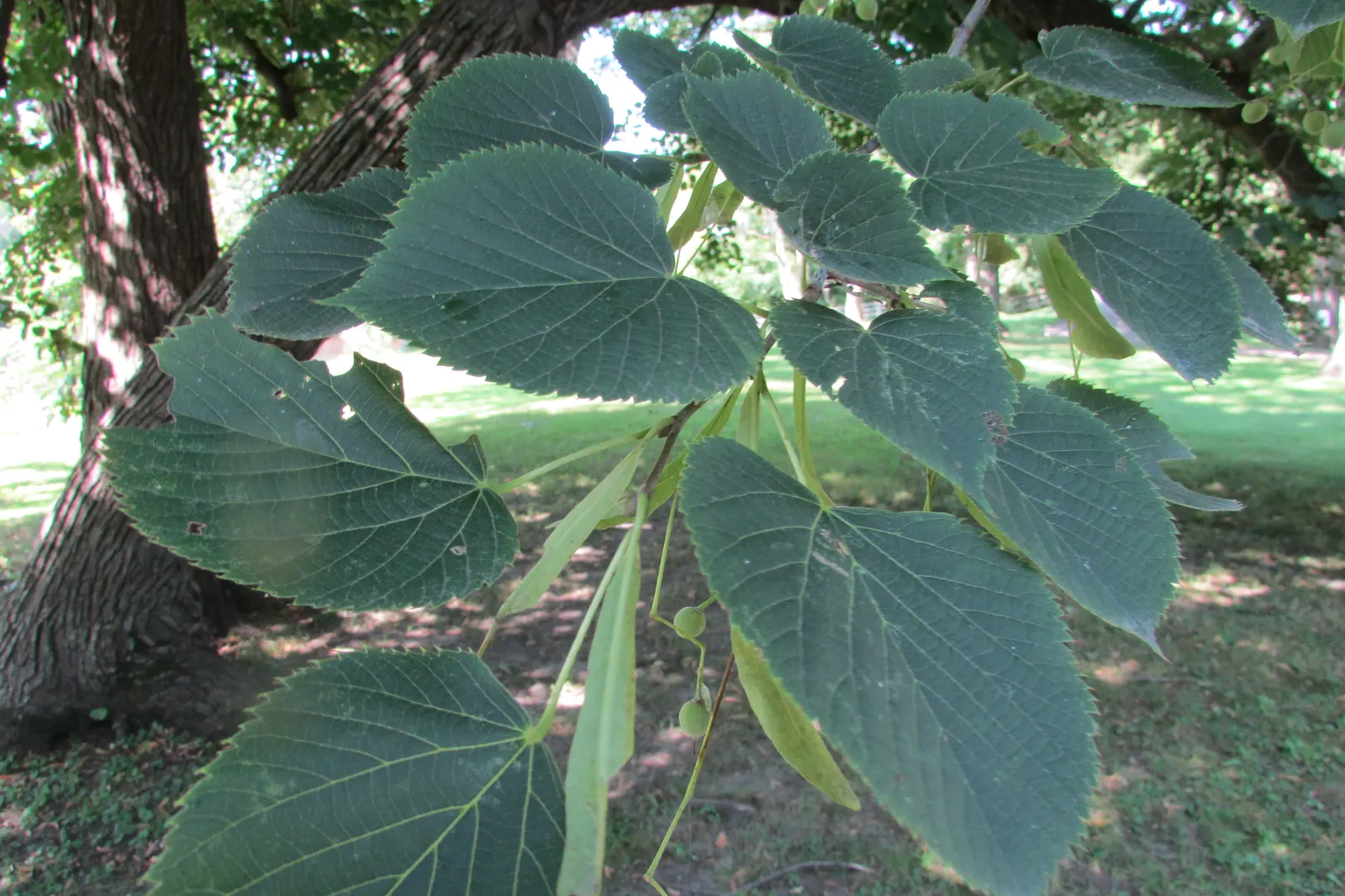 Basswood (Tilia Americana) — emerge with a light green hue and mature to a deep