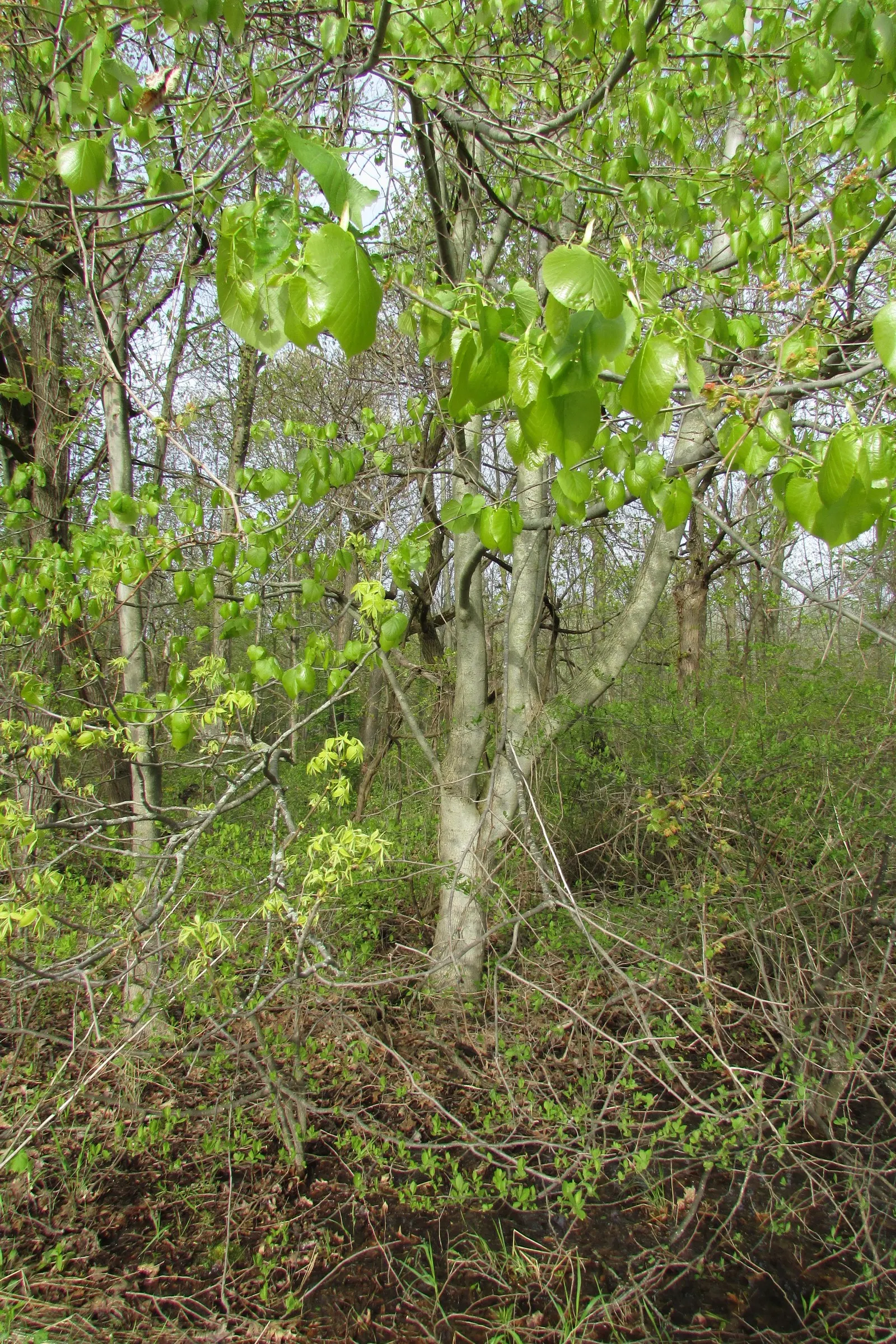 Basswood (Tilia Americana) — the basswood boasts a dense