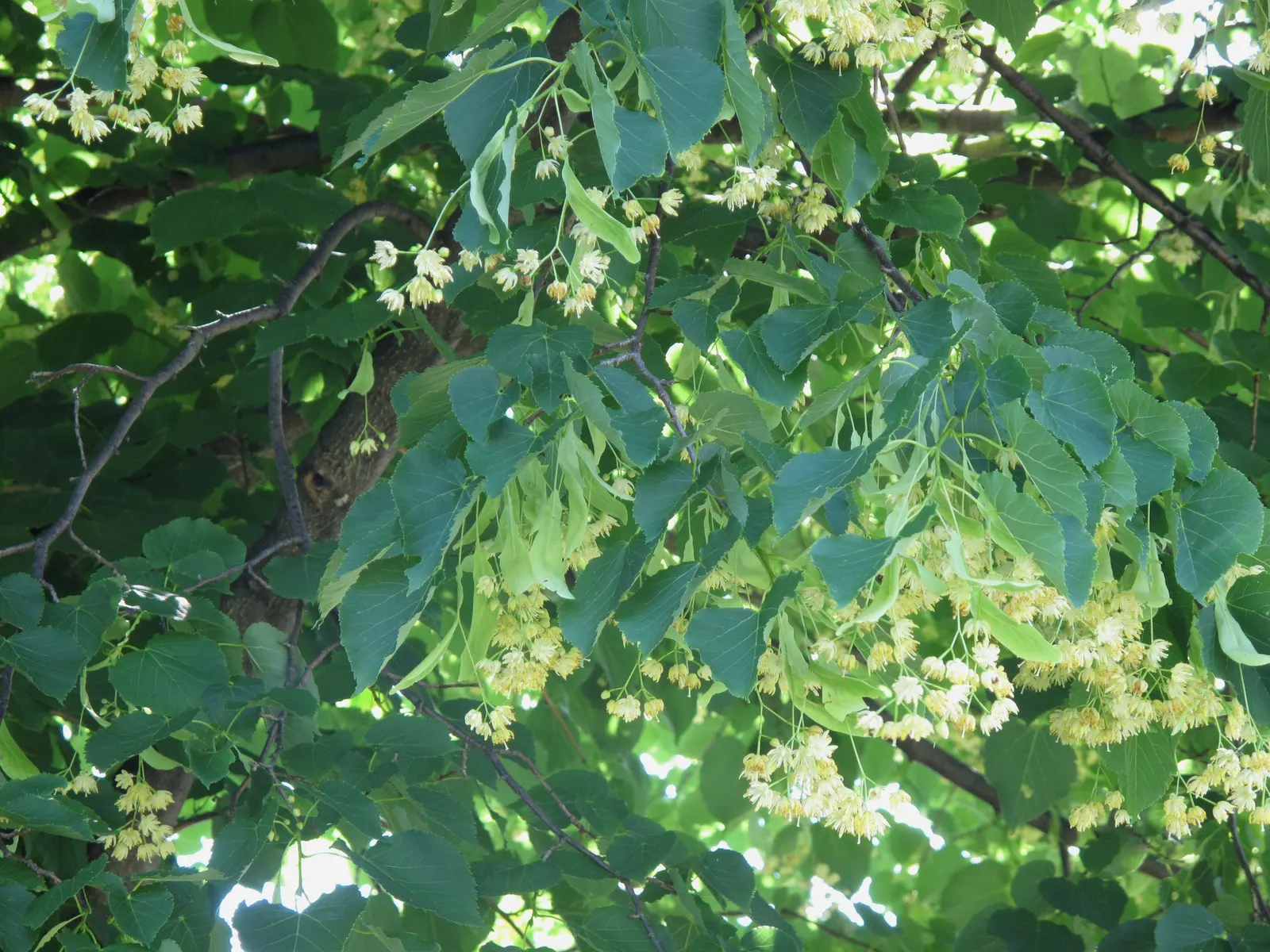 Basswood (Tilia Americana) — is a stately deciduous tree valued for its uniform shape and fragrant creamy-yellow flowers; the basswood boasts a, image 60