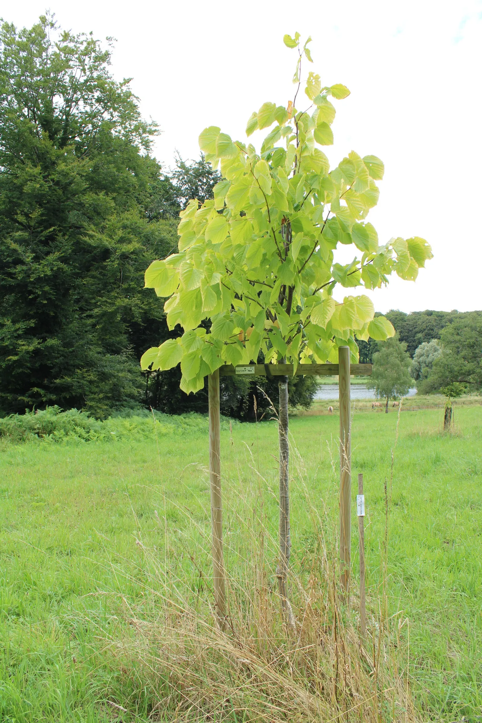 Basswood (Tilia Americana) — symmetrical crown when mature; though it benefits from occasional pruning to maintain its shape and remove any damaged, image 70