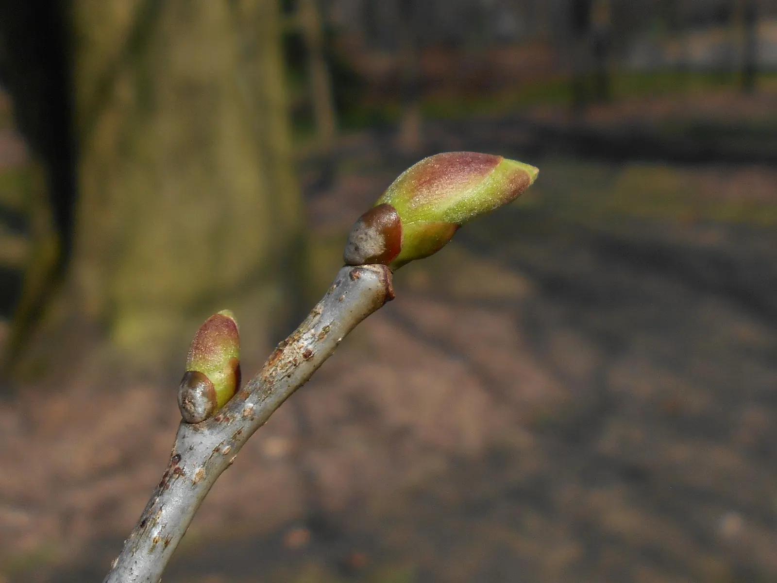 Basswood (Tilia Americana) — is a deciduous tree valued for its adaptability and ornamental qualities; the tree also offers a highly workable wood, image 66