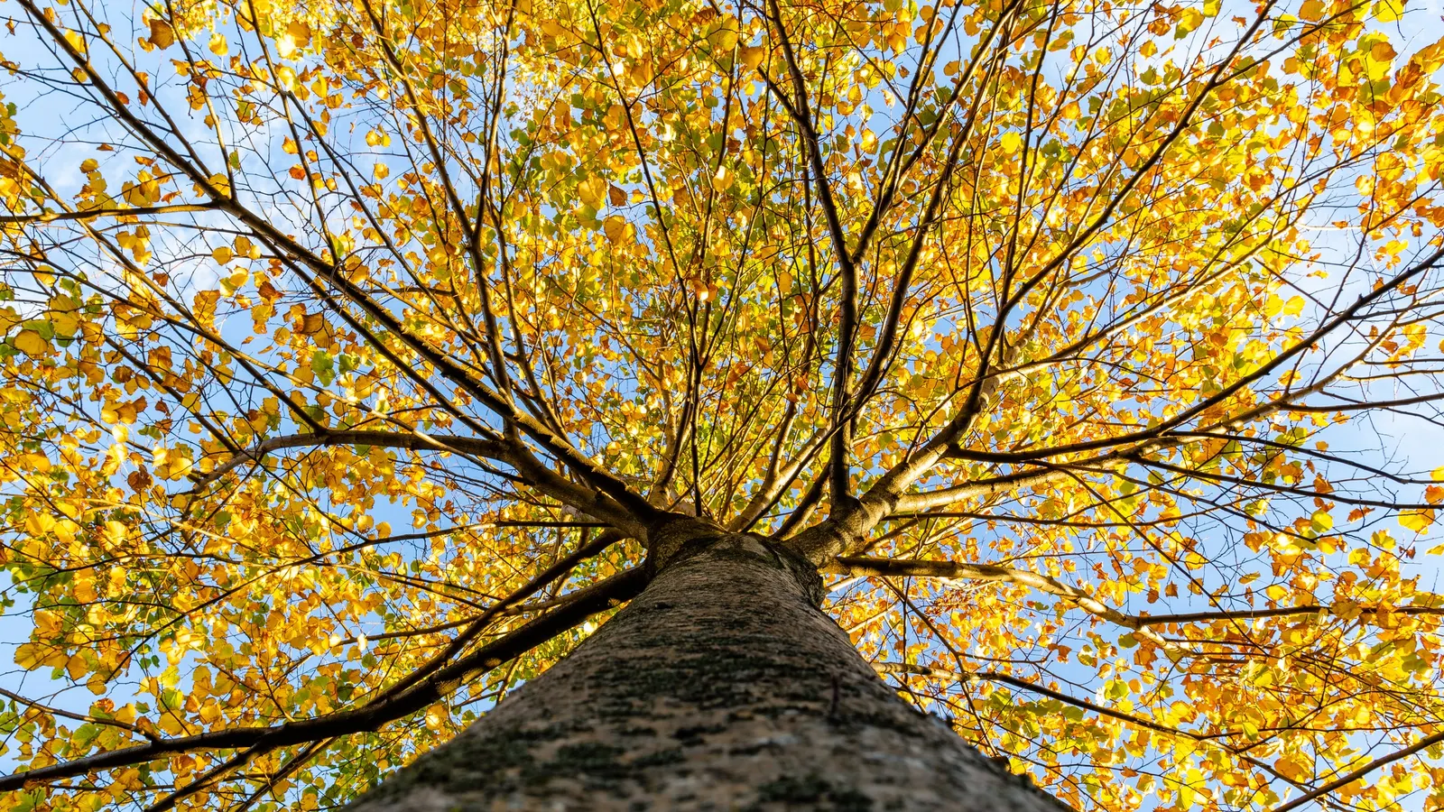 Basswood (Tilia Americana) — commonly known as Basswood; it thrives in full sun to partial shade and adapts to various soil conditions