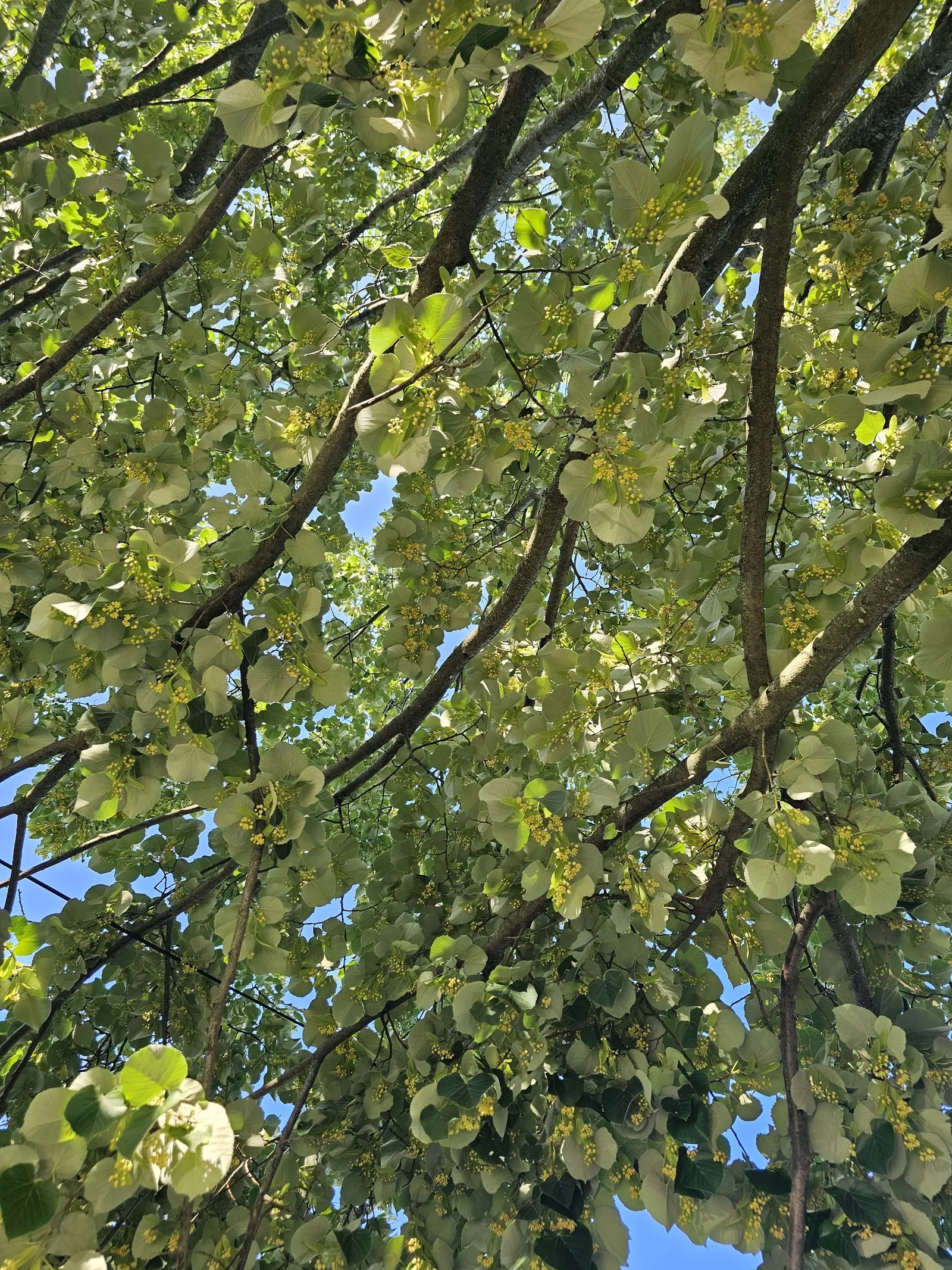 Basswood (Tilia Americana) — symmetrical crown when mature