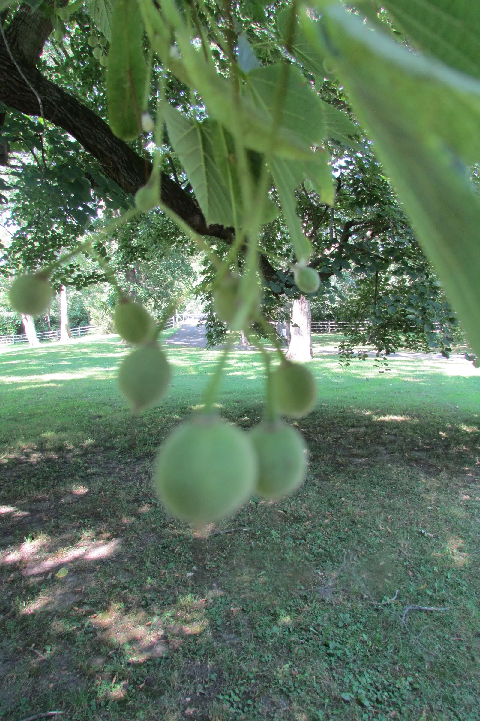 Basswood (Tilia Americana) — It exhibits a moderate to rapid growth rate
