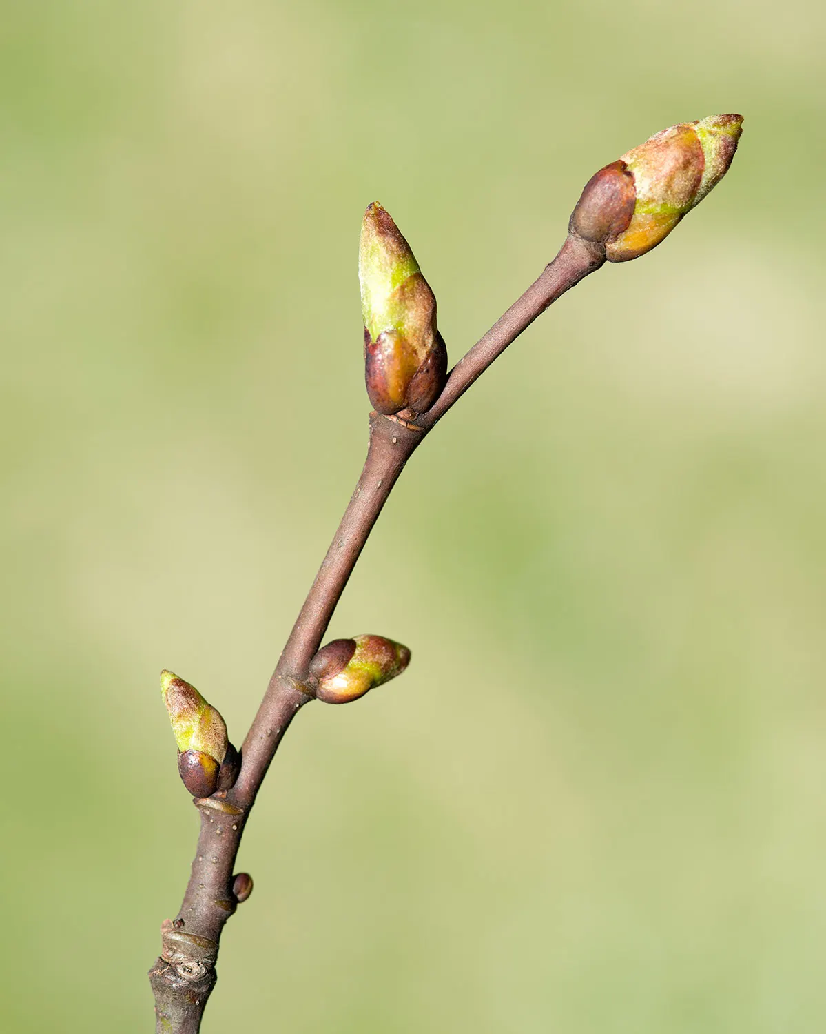 Basswood (Tilia Americana) — which can provide a substantial amount of dappled shade; commonly known as Basswood, image 71