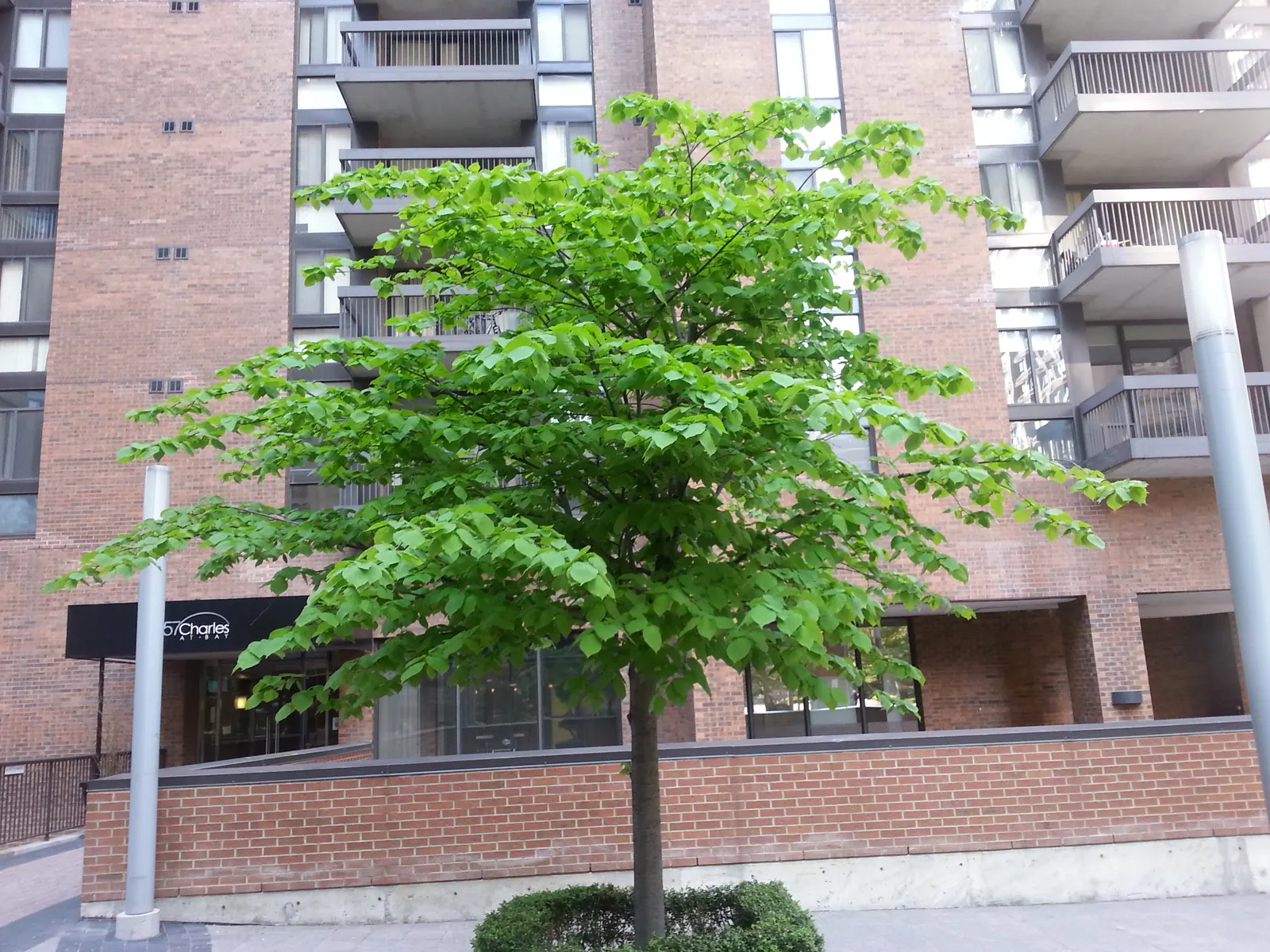 Basswood (Tilia Americana) — though it benefits from occasional pruning to maintain its shape and remove any damaged limbs; which can provide a substantial