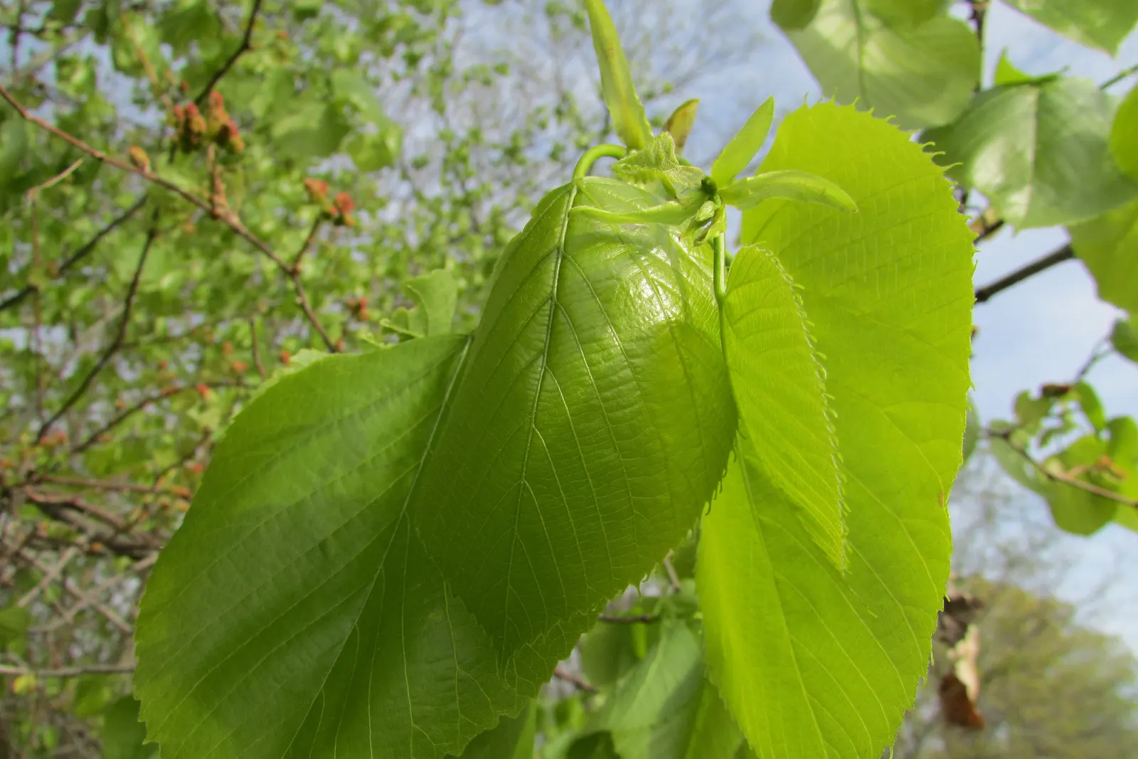 Basswood (Tilia Americana) — which can provide a substantial amount of dappled shade
