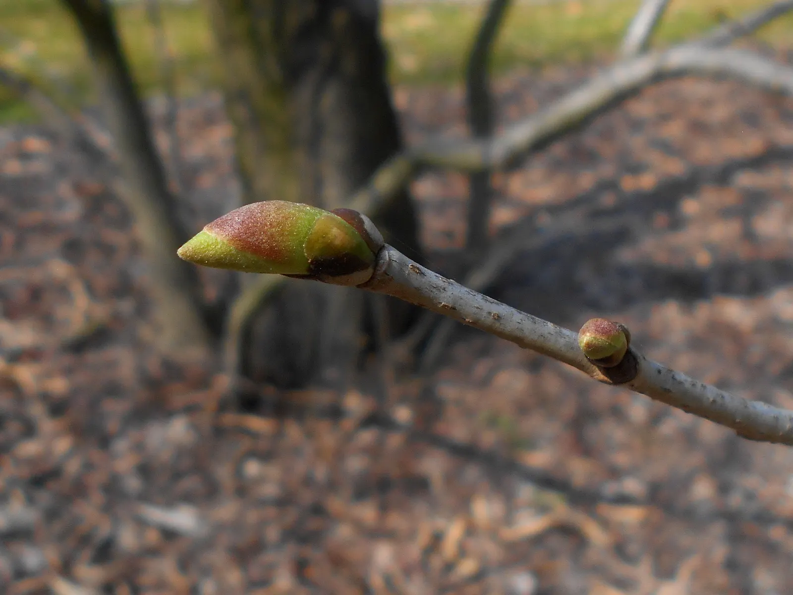 Basswood (Tilia Americana) — it thrives in full sun to partial shade and adapts to various soil conditions; often utilized in carving and, image 62