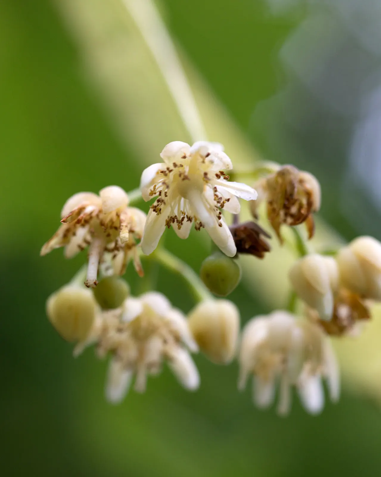 Basswood (Tilia Americana) — the basswood boasts a dense; emerge with a light green hue and mature to a deep, image 69
