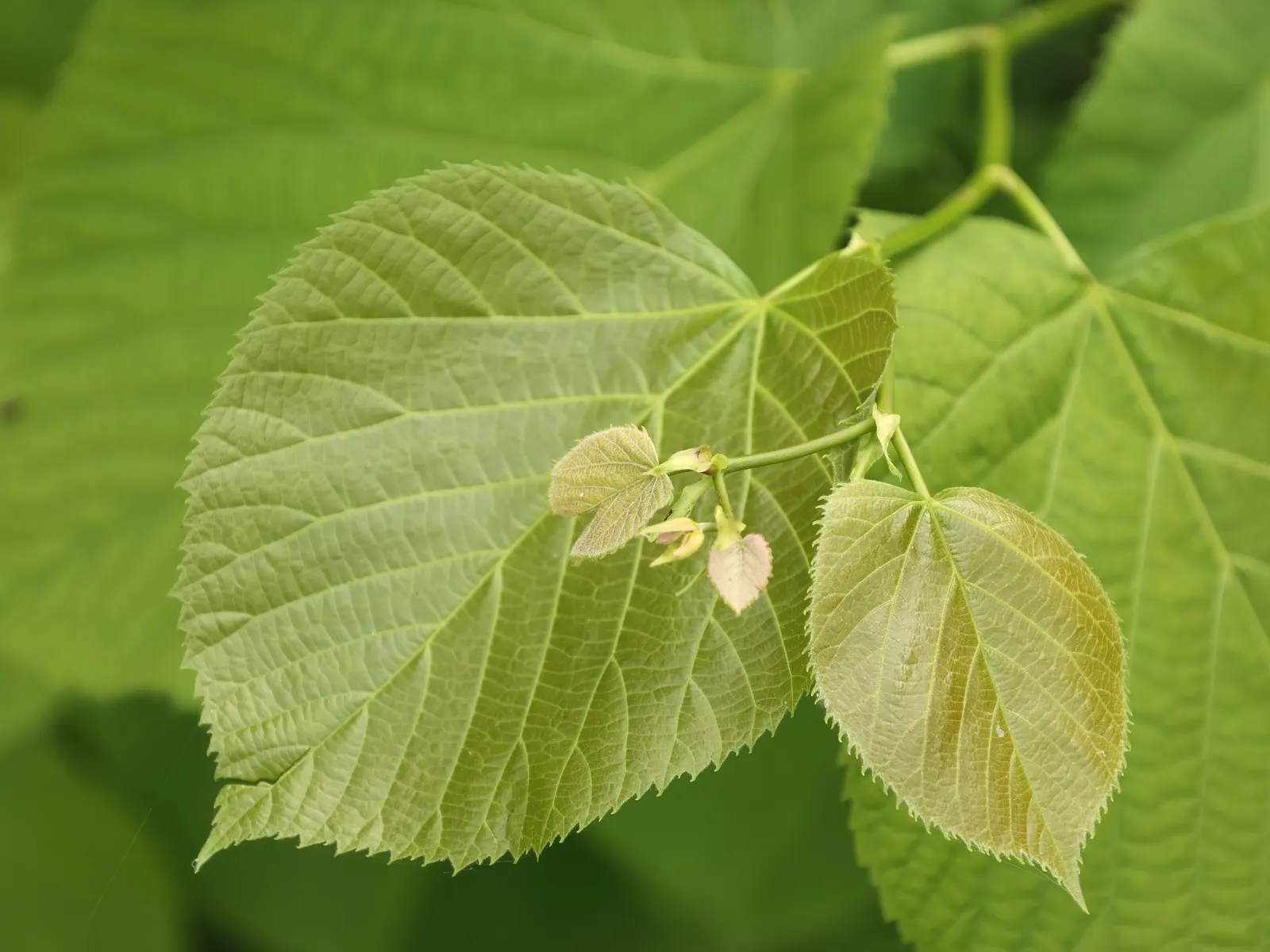 Basswood (Tilia Americana) — emerge with a light green hue and mature to a deep; and typically requires minimal upkeep once established, image 74